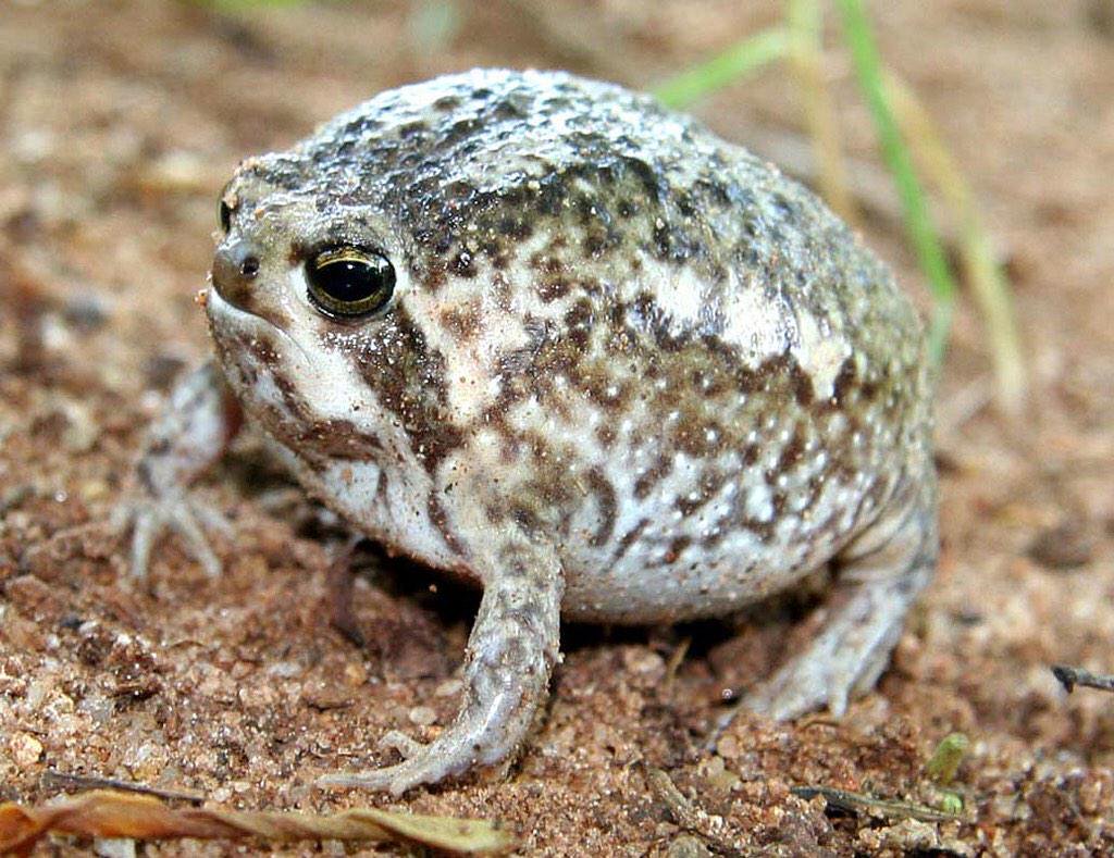 Bruh. They're spheres. (South African Rain Frog) r/frogs