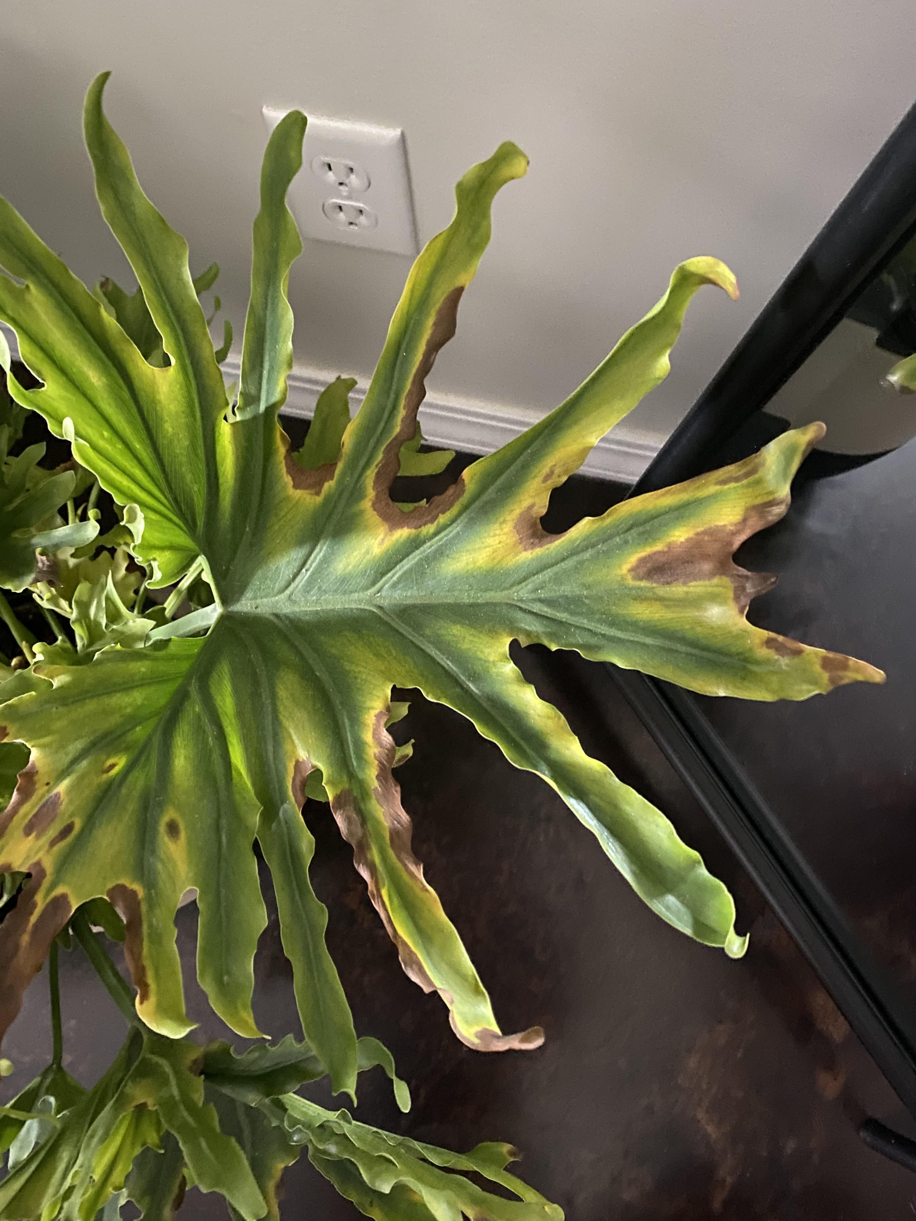 My philodendron selloum has been turning yellow & brown with the spots