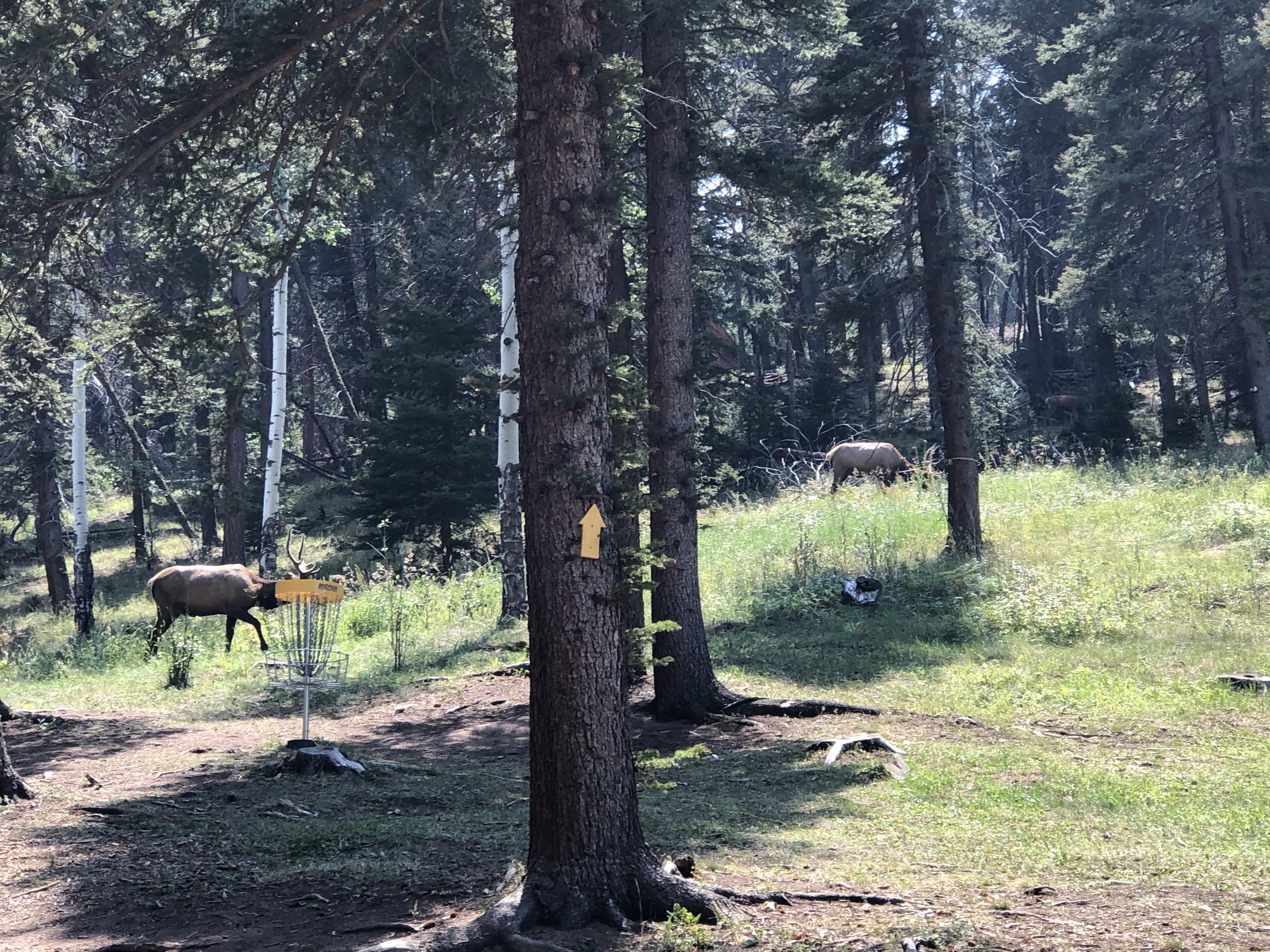 My son and I finished playing Beaver Ranch Disc Golf Course to this