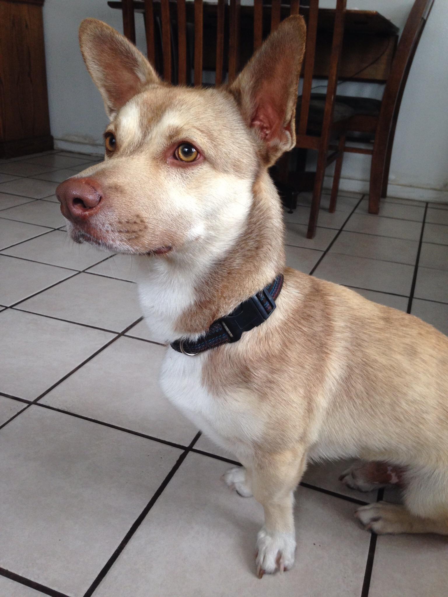 My boi! x German Shepherd/Husky mix