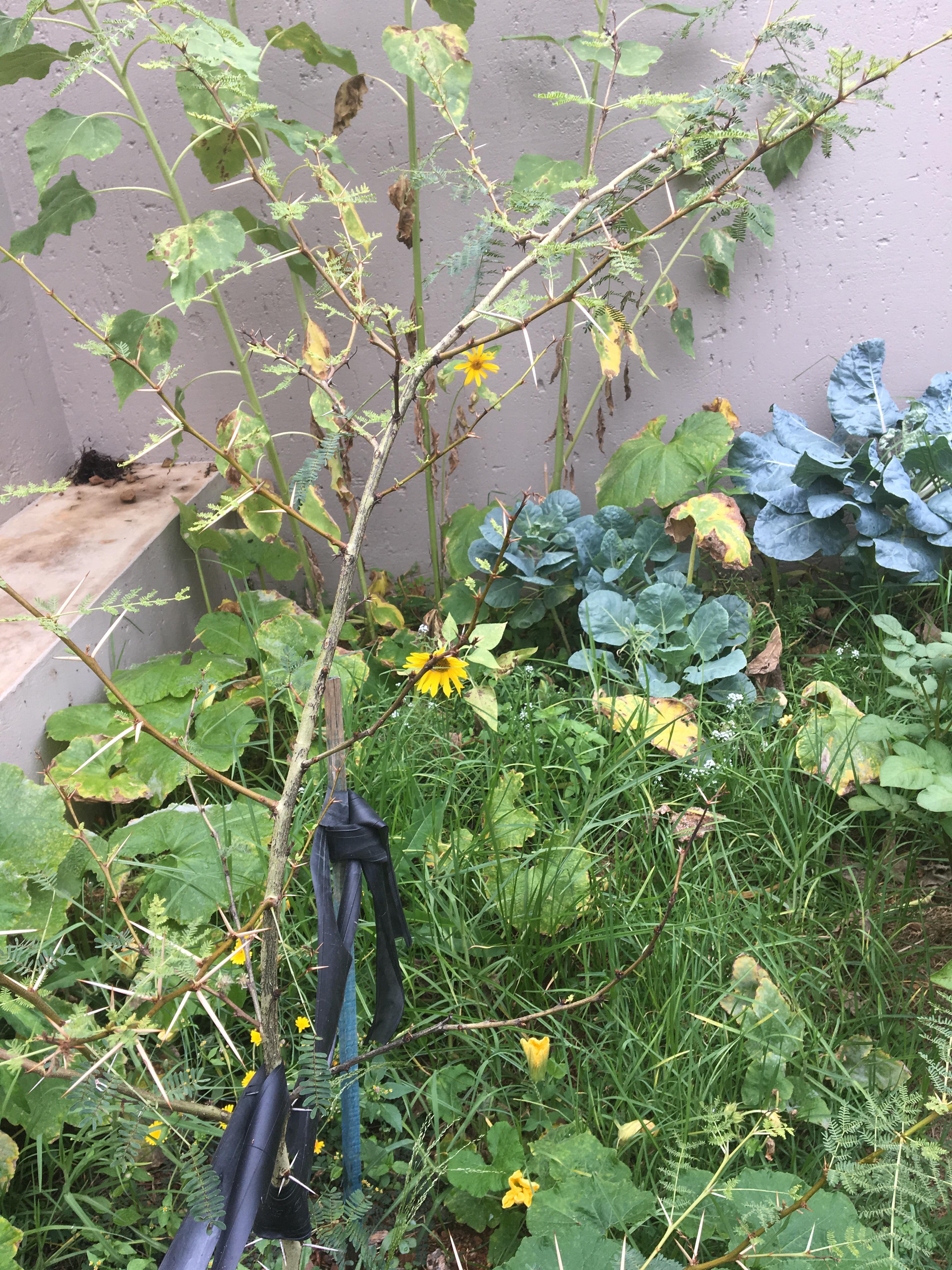 Palo verde/fever tree top branches and leaves dying/attacked advice