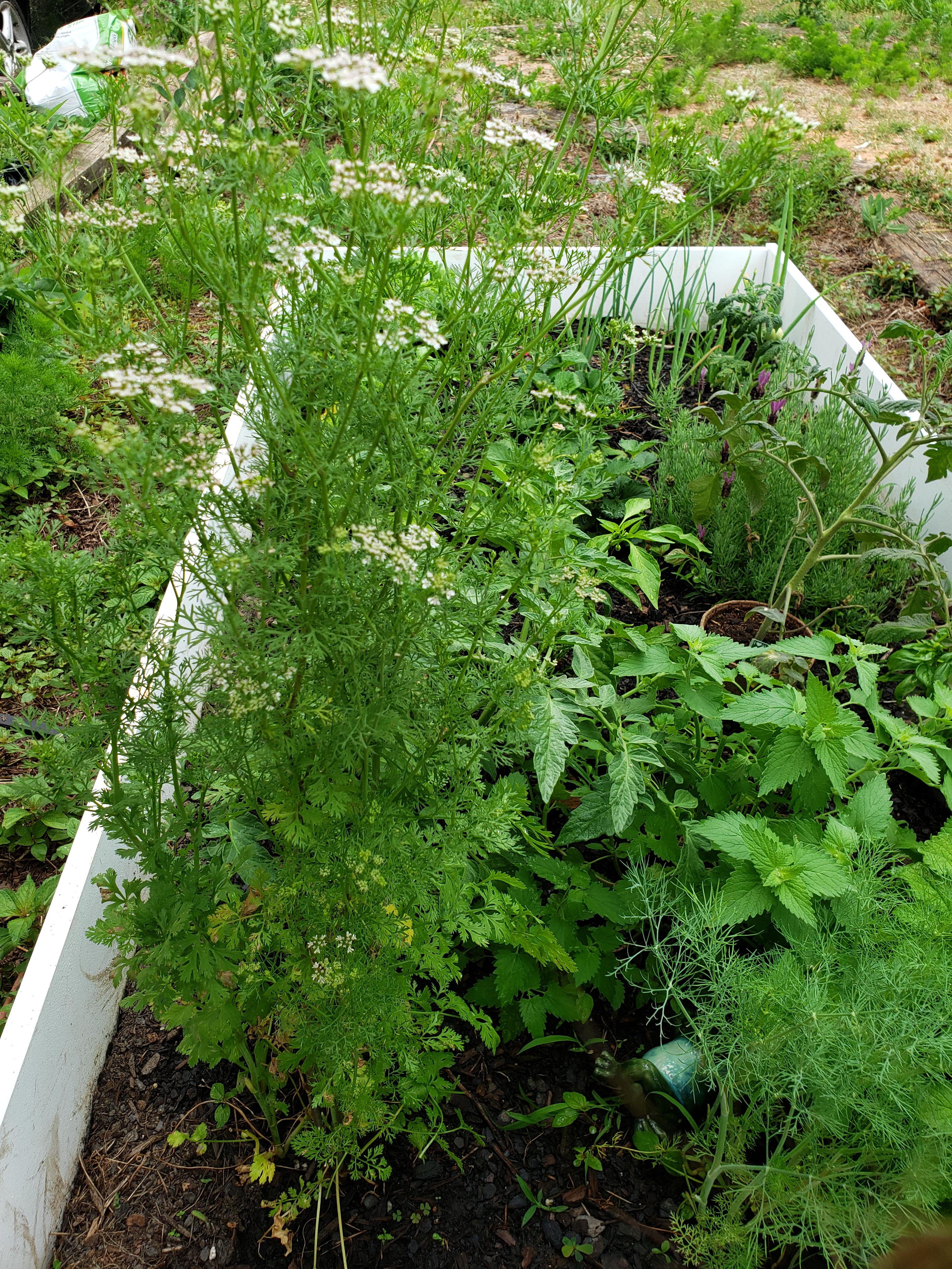 Our dill and cilantro cross pollinated! We call her Dillantro. r