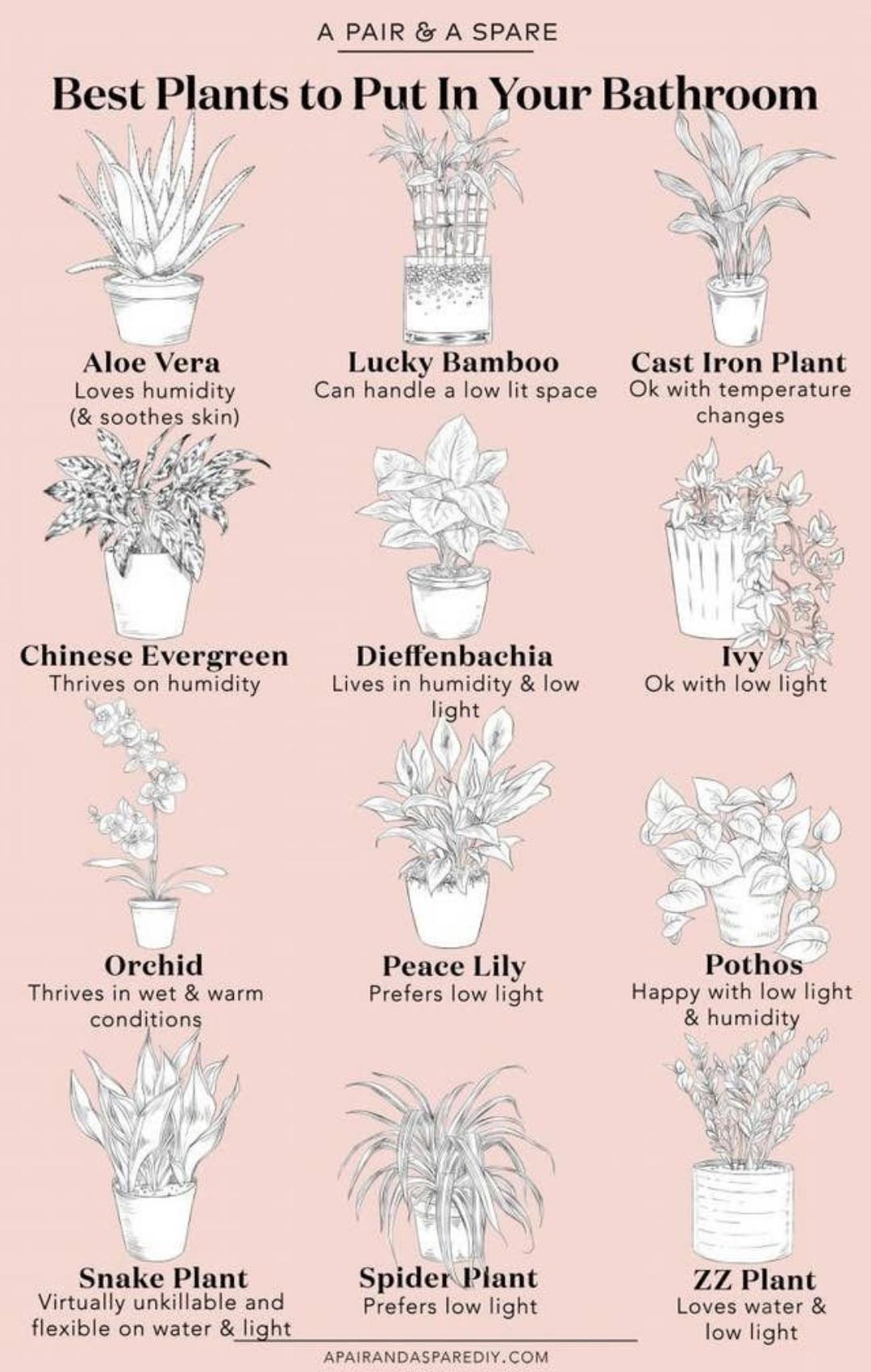 These are the best plants to put in your bathroom. coolguides