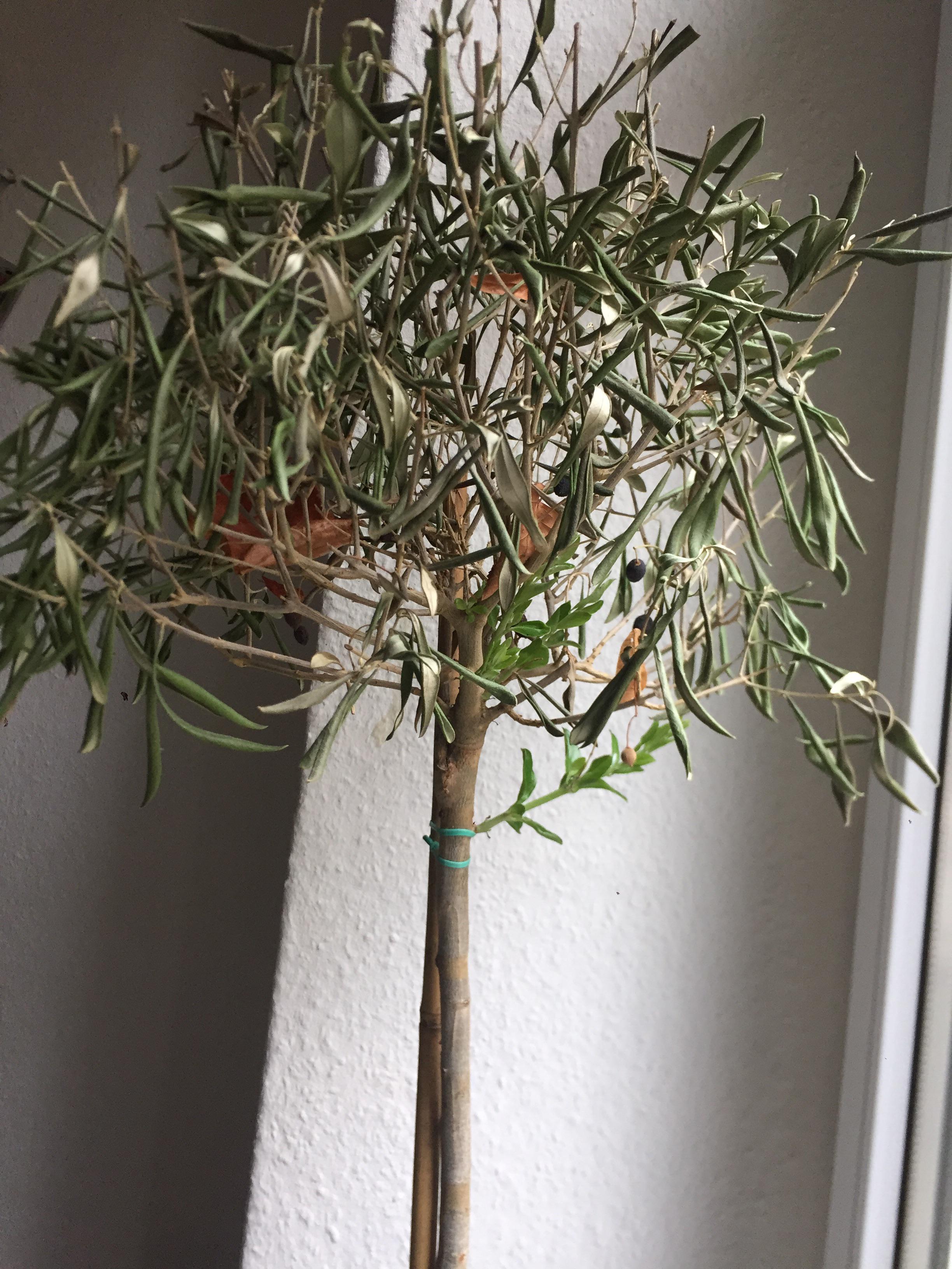 This olive tree dried out last year. But it started growing new