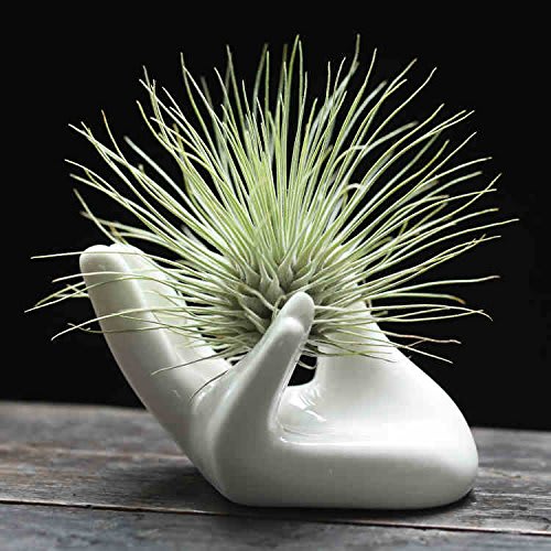 I have an airplant that looks like this, but it seems it's spraypainted