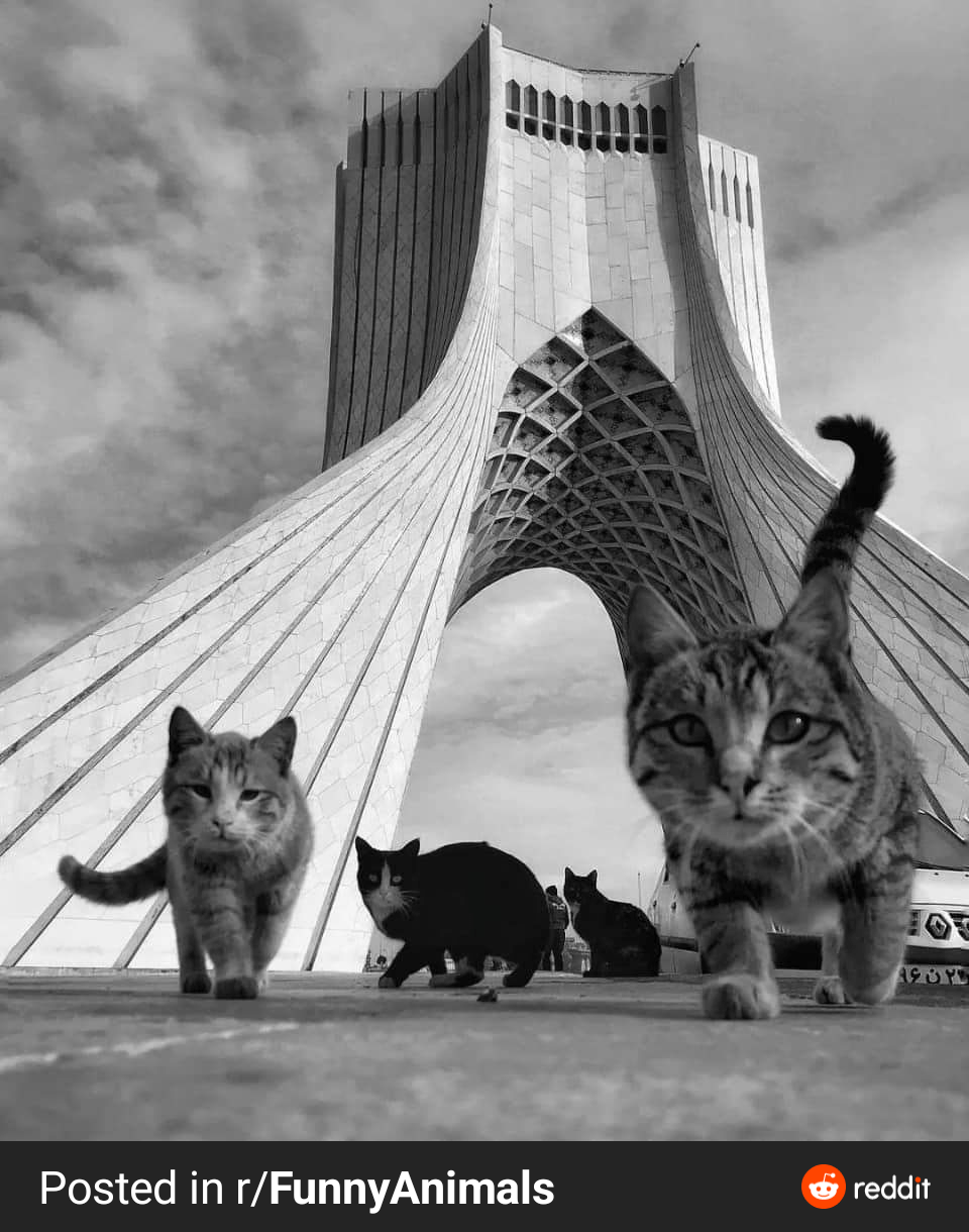 Cuteness of the Persian cats... r/iran