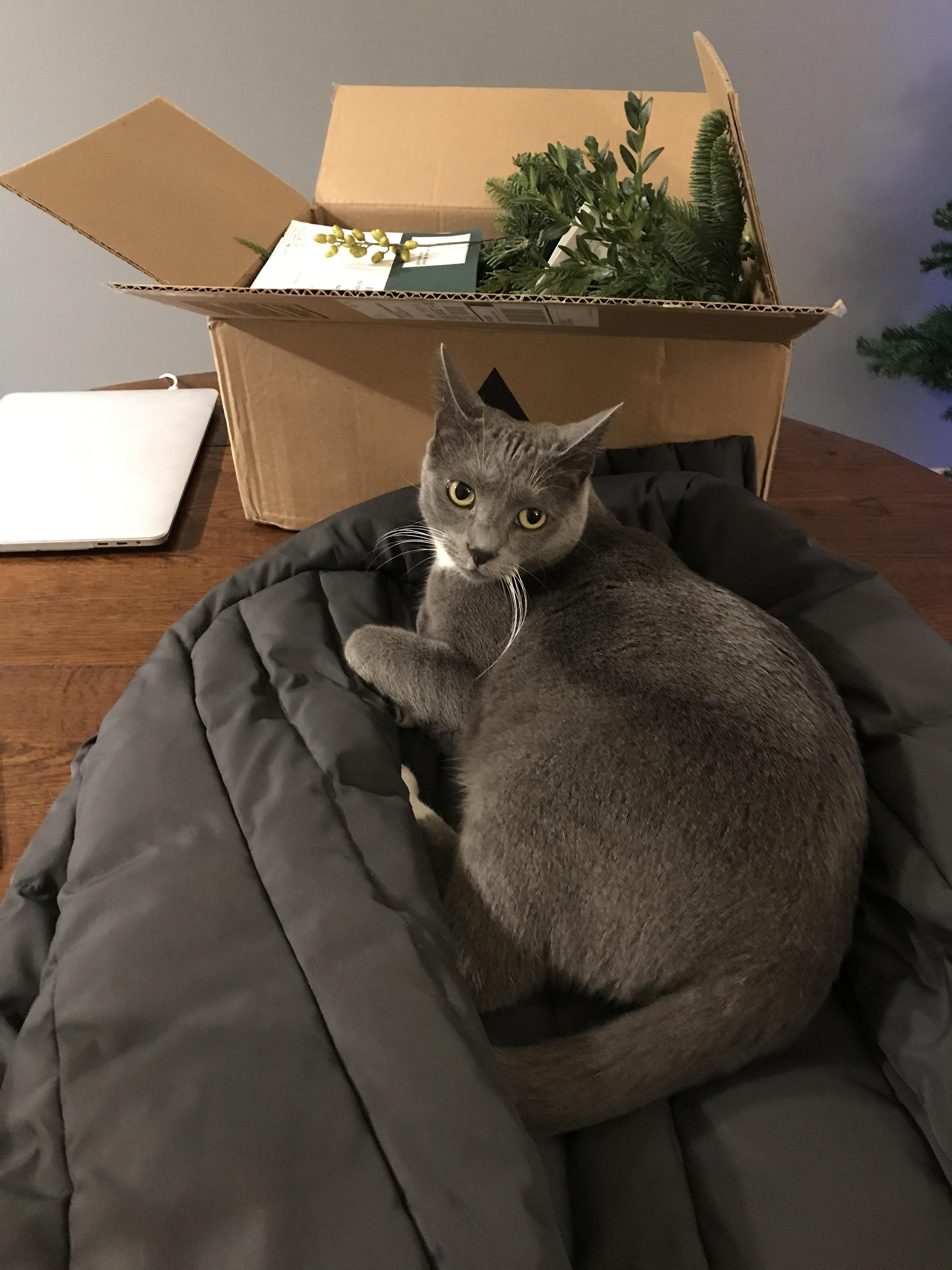 Little known fact Indoor cats out on their winter coats around this time of year as well. r/aww