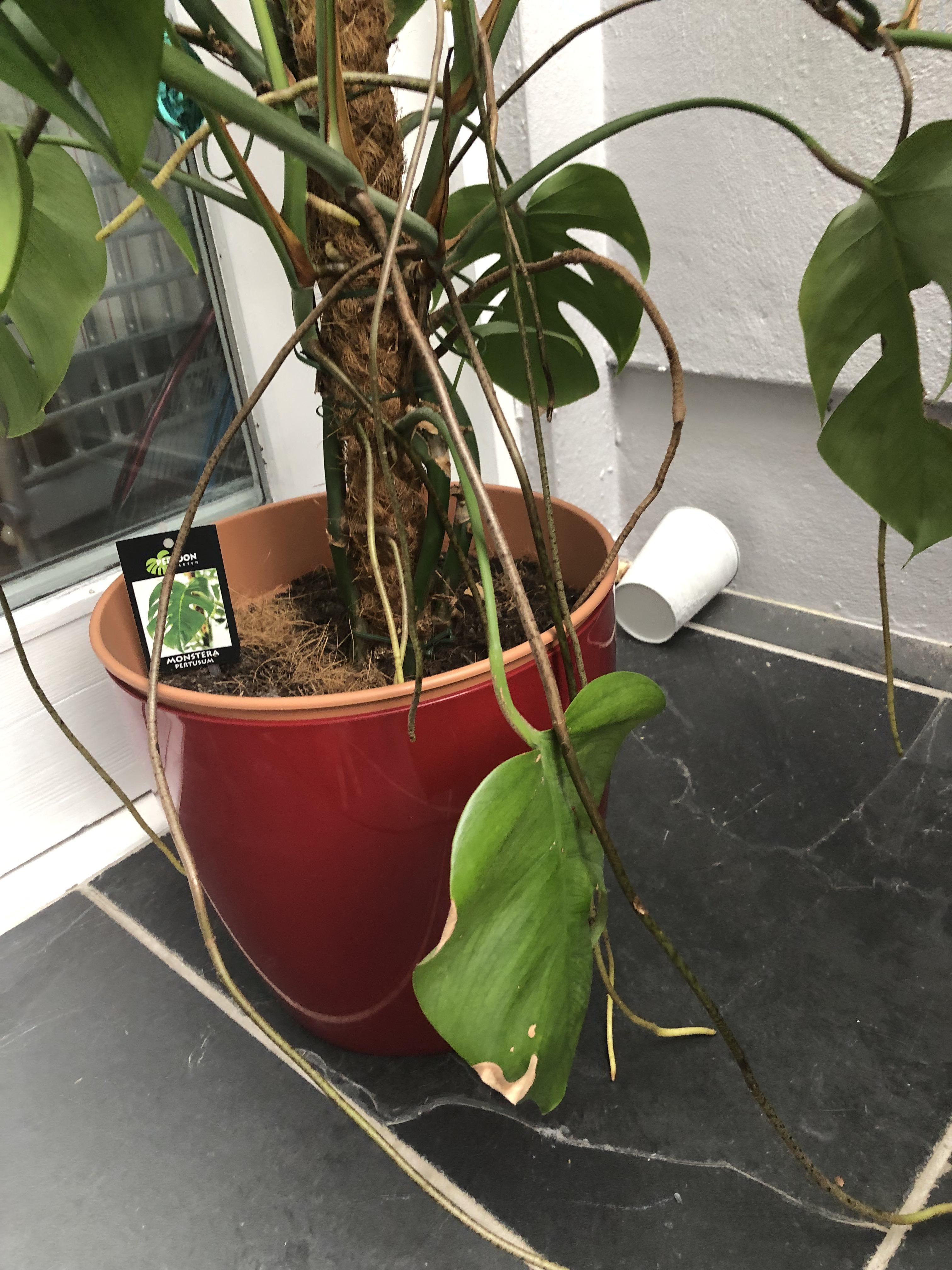 Someone tell me the deal with aerial roots on my cheese plant? Purpose