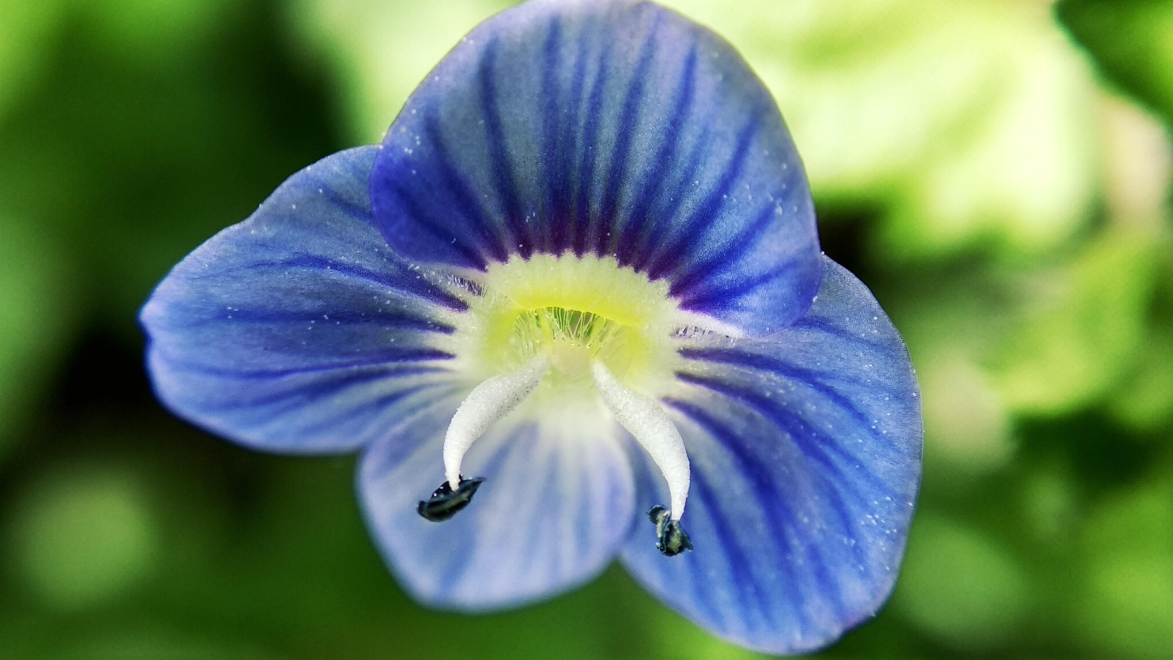 Little blue flower ( I don't know the actual name) r/flowers