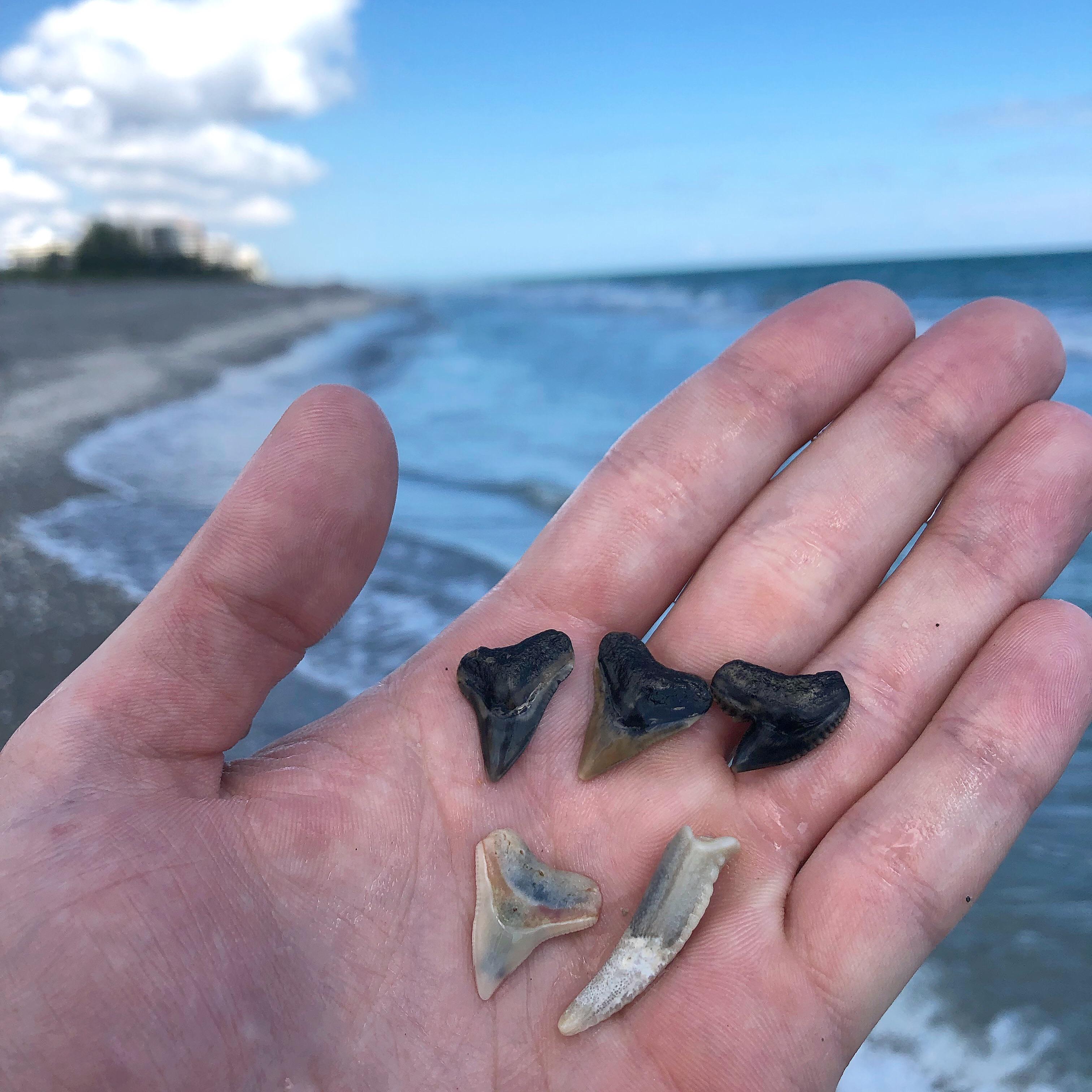 Finding shells is always great, but nothing beats a good day finding