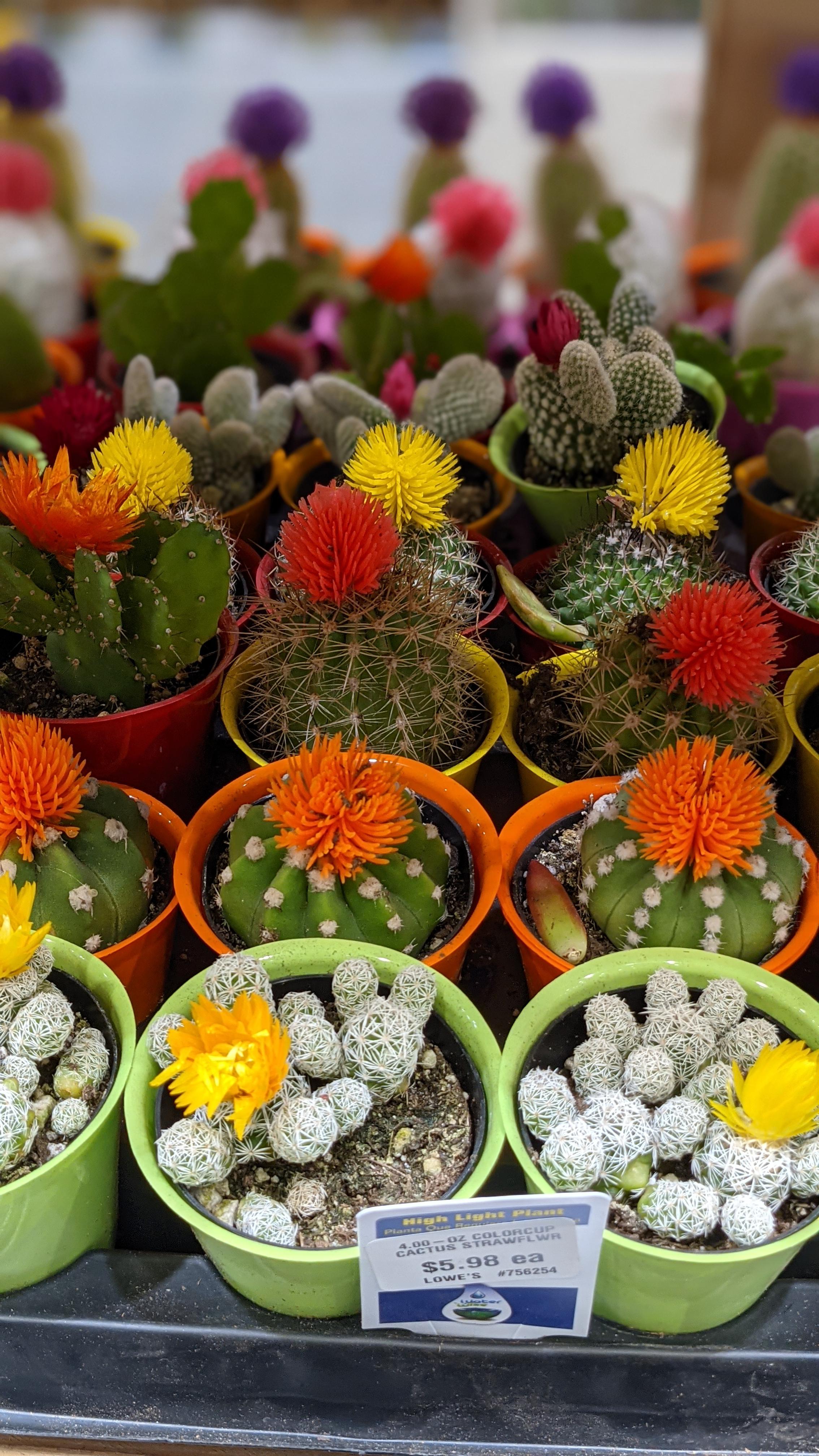 Every time I go to a store and see perfectly sellable cacti, ruined