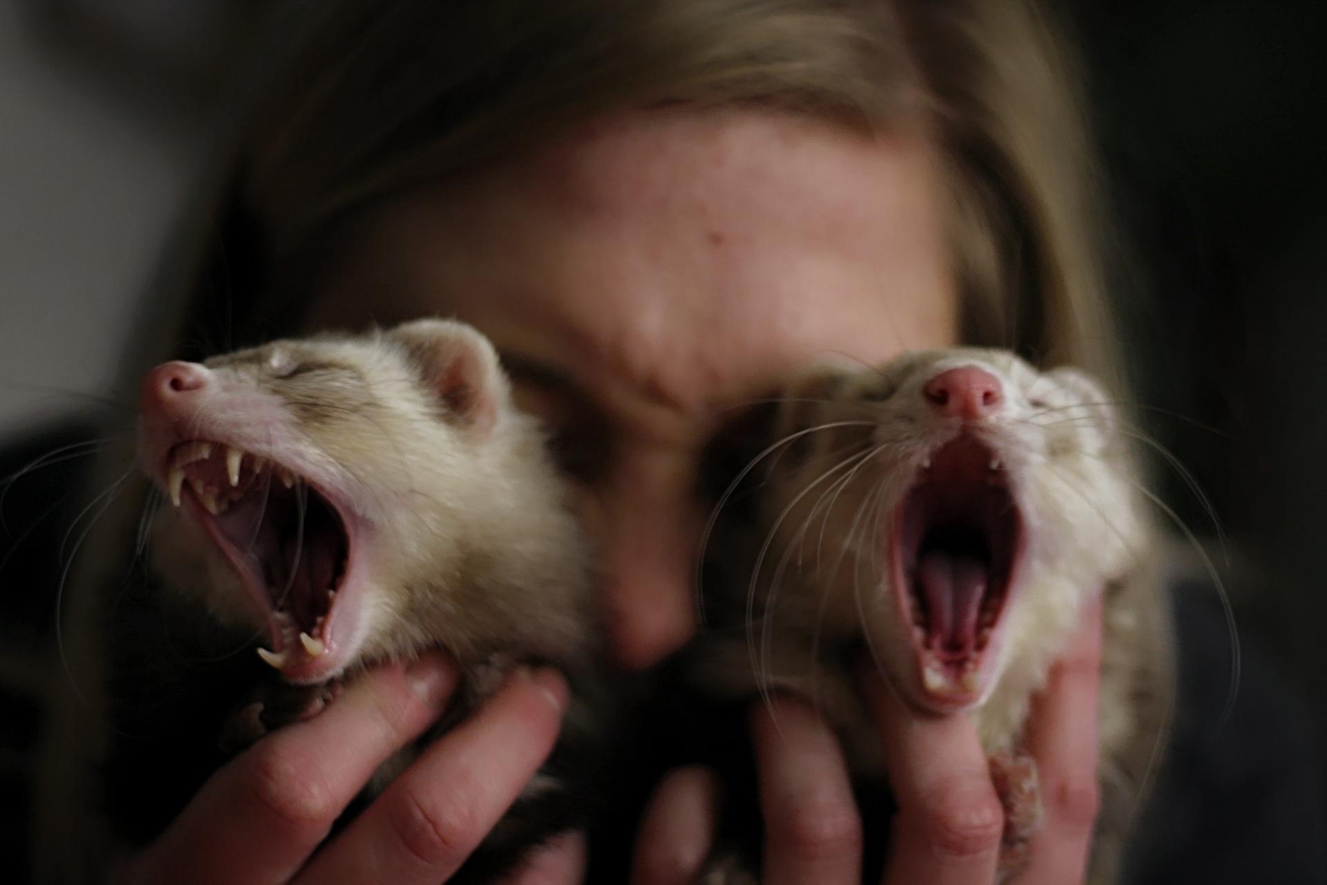 Ferrets are the best therapy r/ferrets