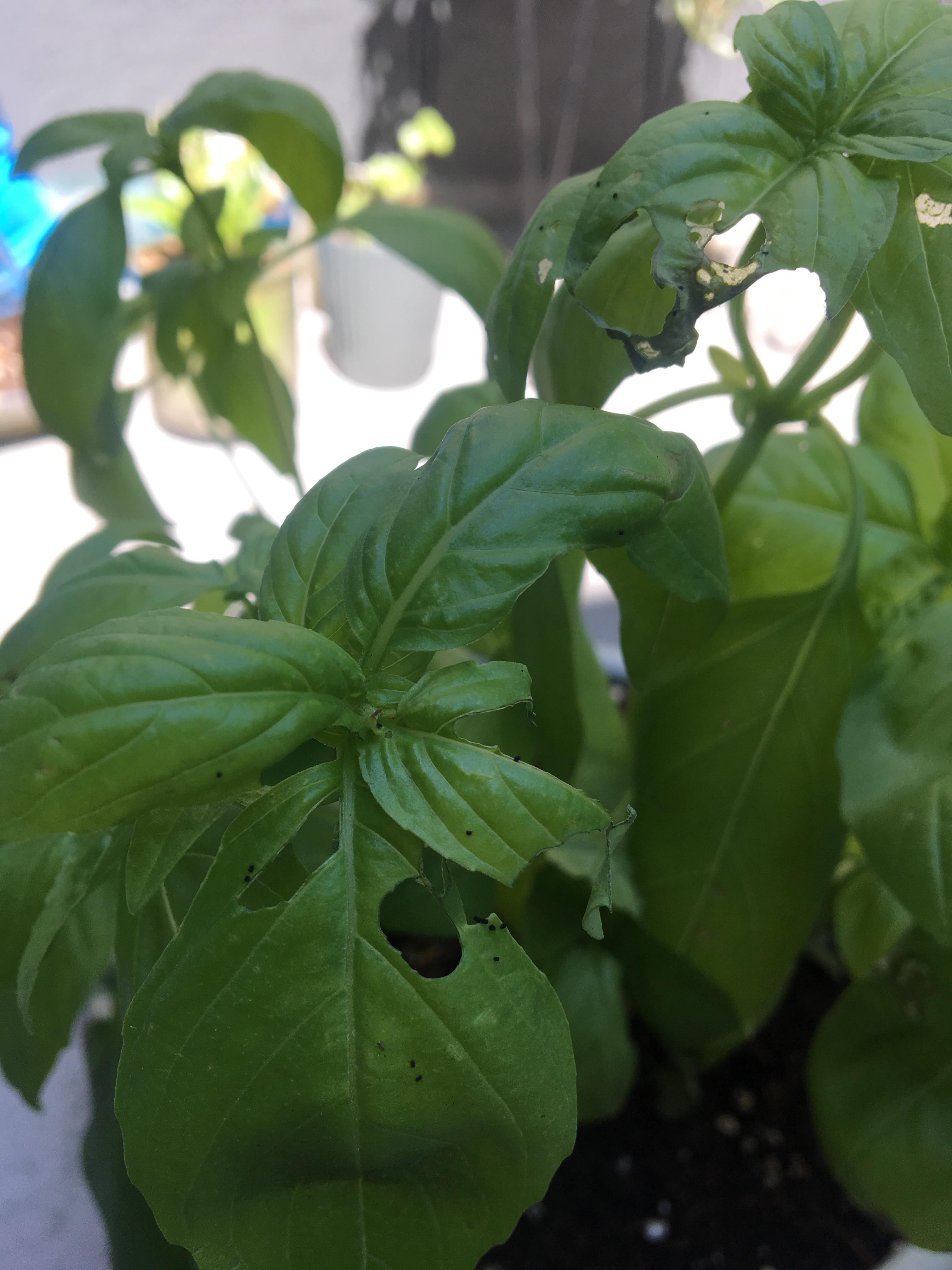 What are these black specks on my basil plant? Also on my tomato plant