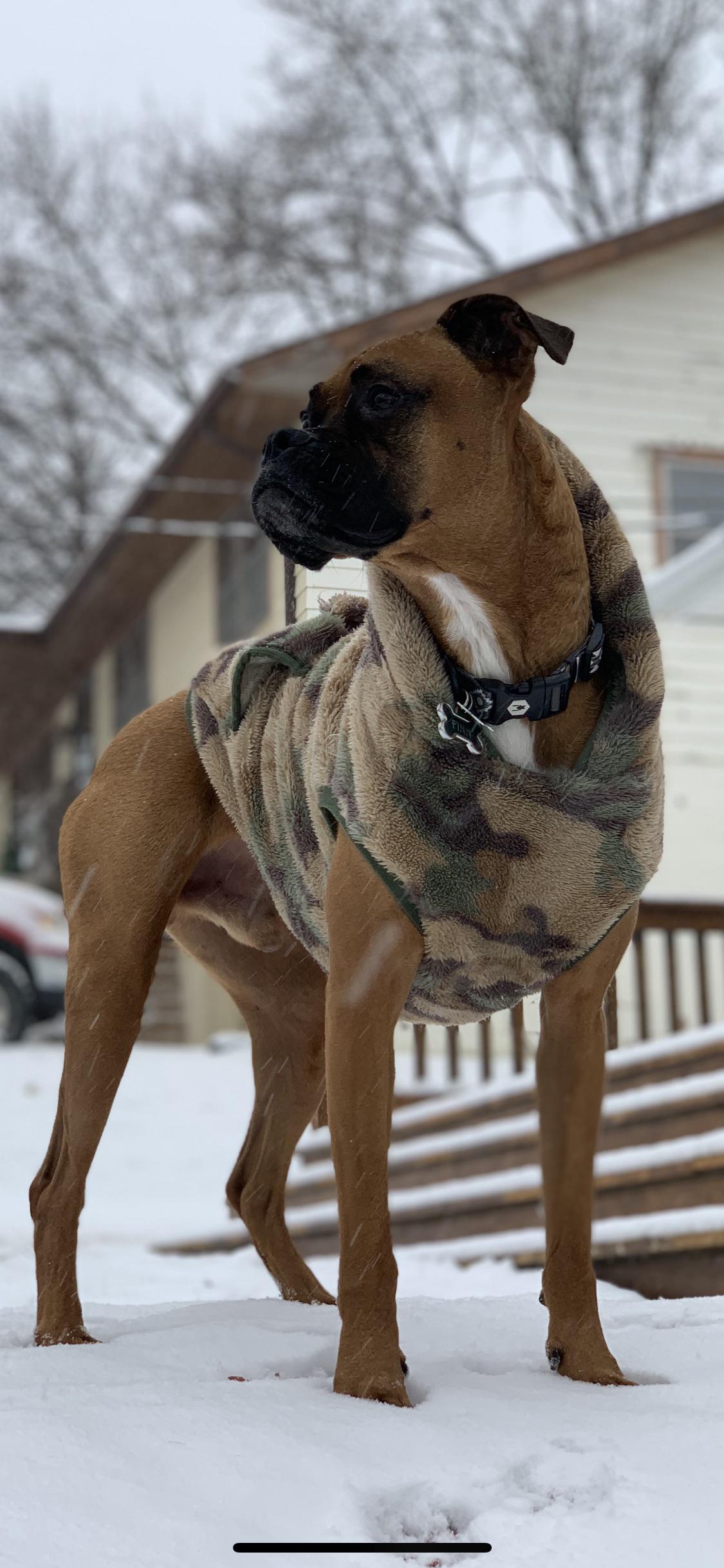 Finn making the most out of this cold, snowy Sunday r/Boxers