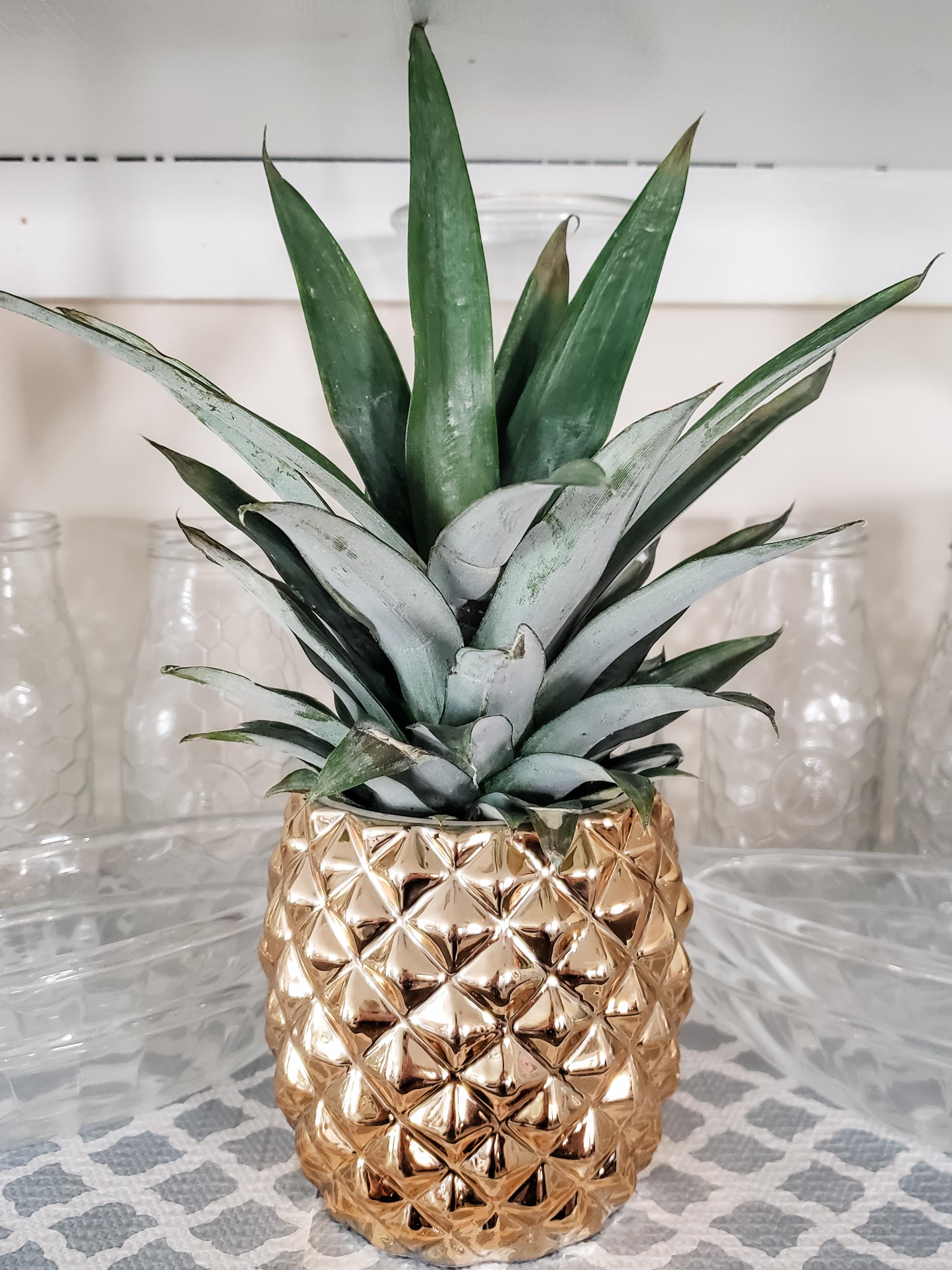 Pineapple Plant in the perfect pot! r/houseplants