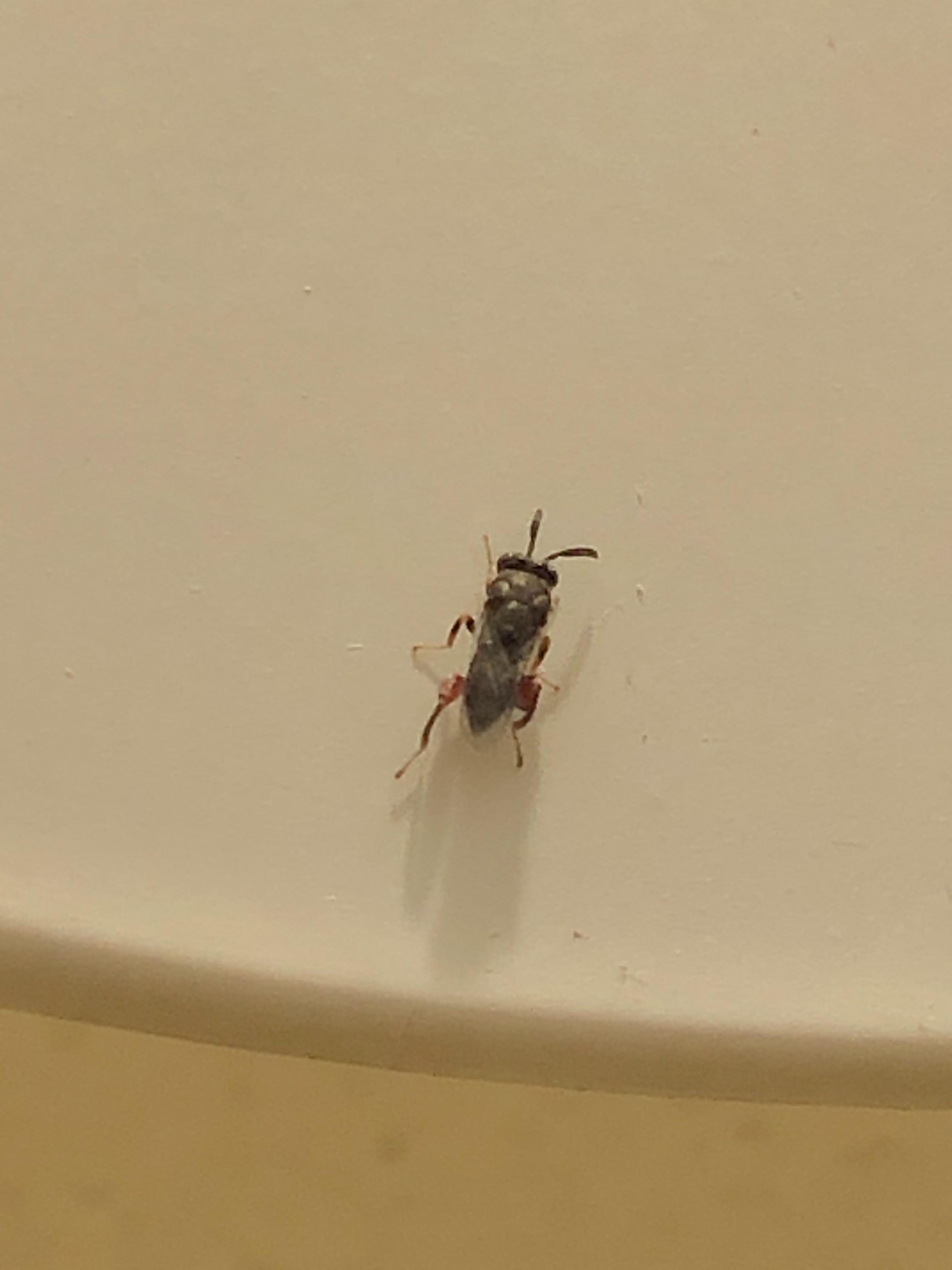 Identify this bug please ! We live in north Texas and have these tiny