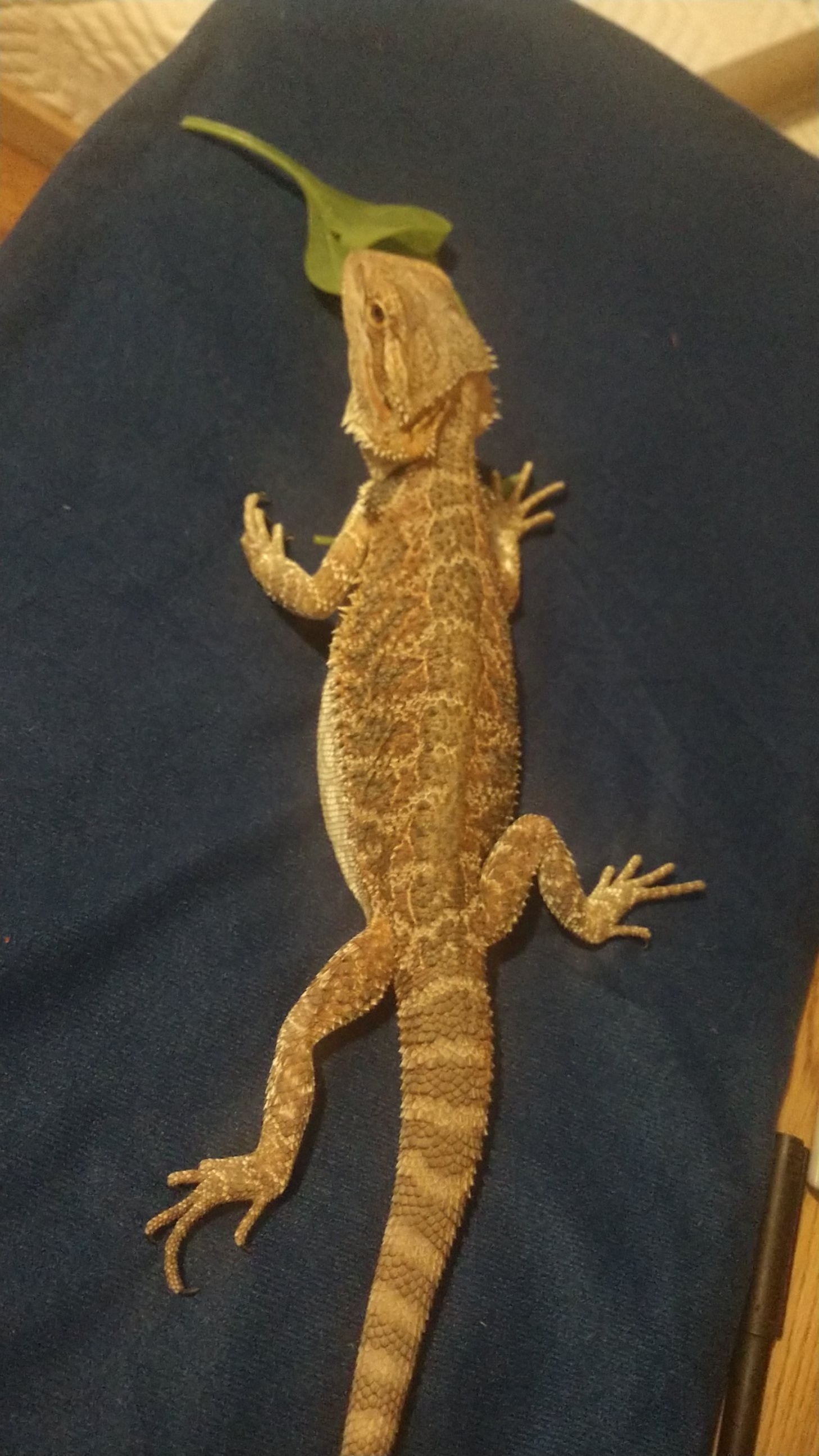 Is the bearded dragon weak? bearded dragon