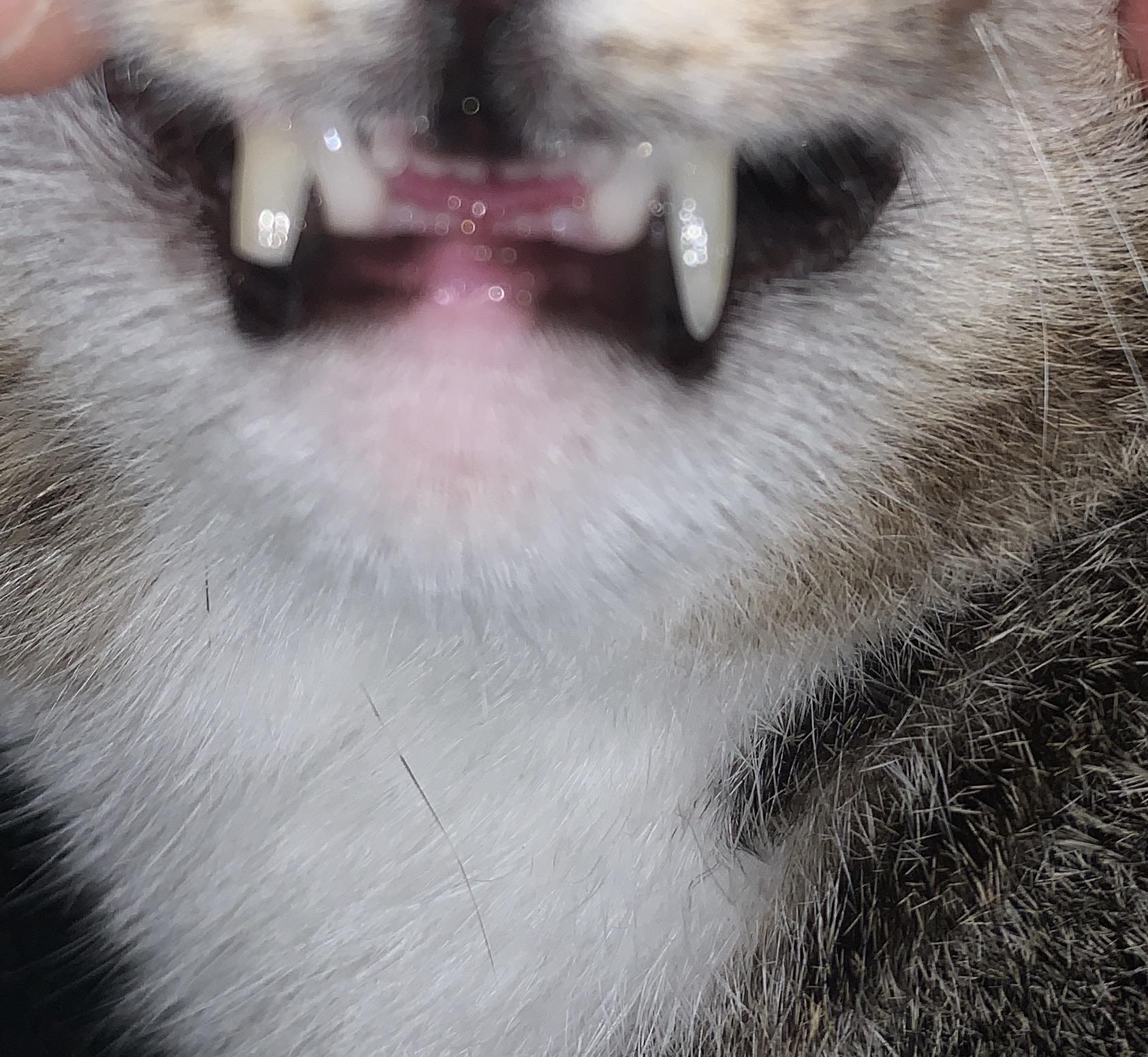 My cat chipped her front left tooth. Is this severe? Vet won’t open