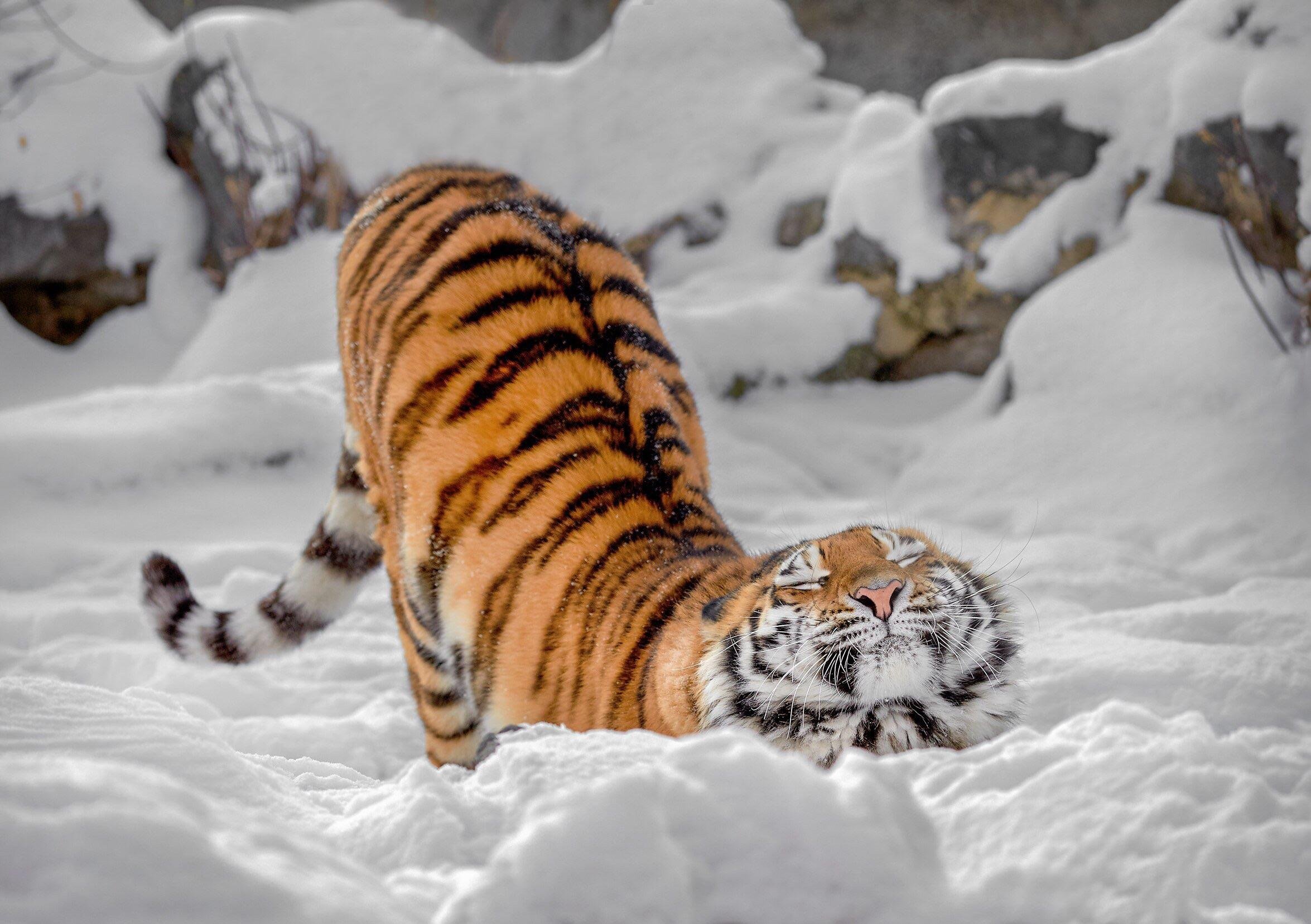 Tiger in the snow r/Eyebleach
