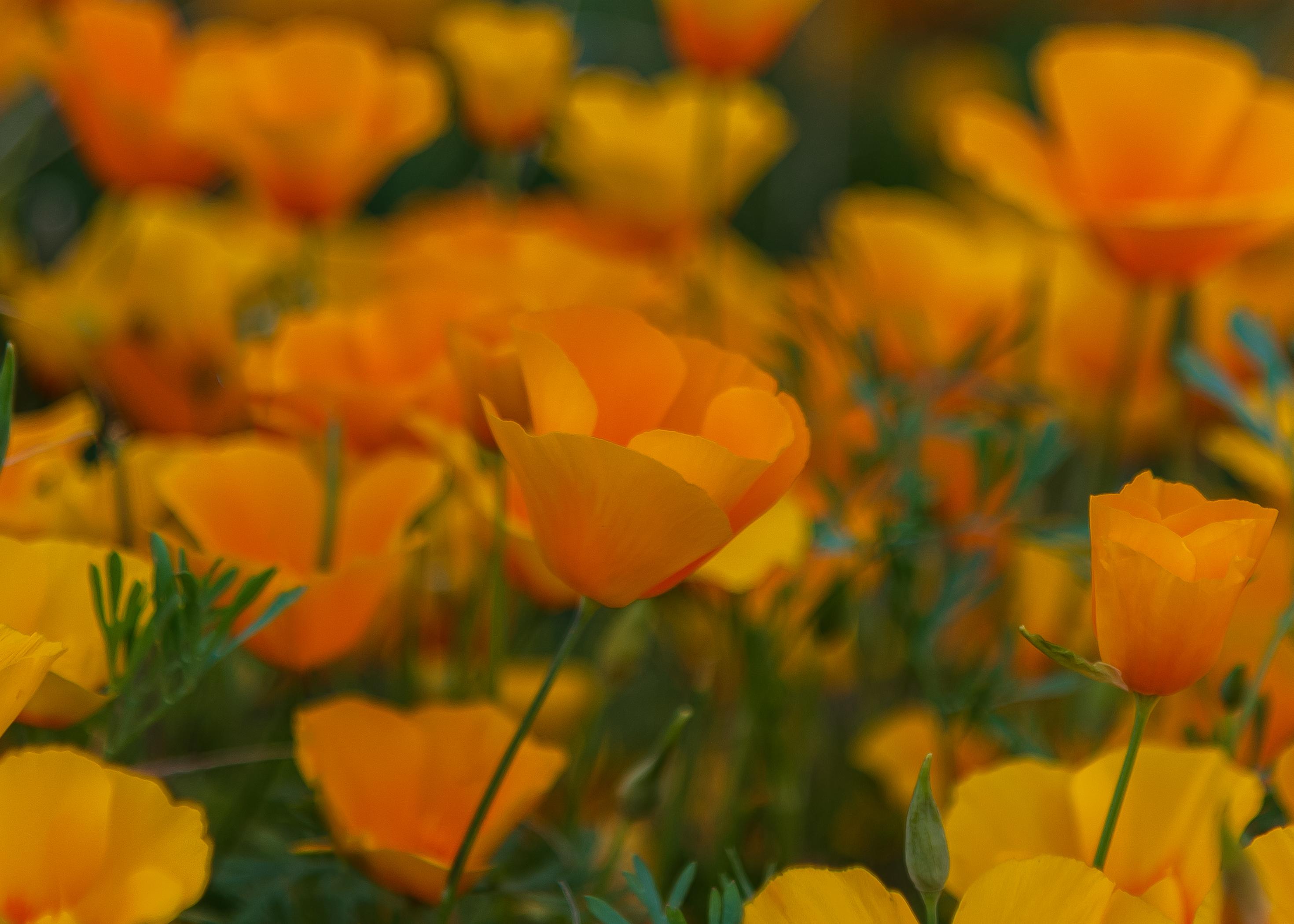 El Paso, TX Poppies(before lock down), D750, 24120 120 mm, f4, 1/500th sec, ISO 100 r/Nikon
