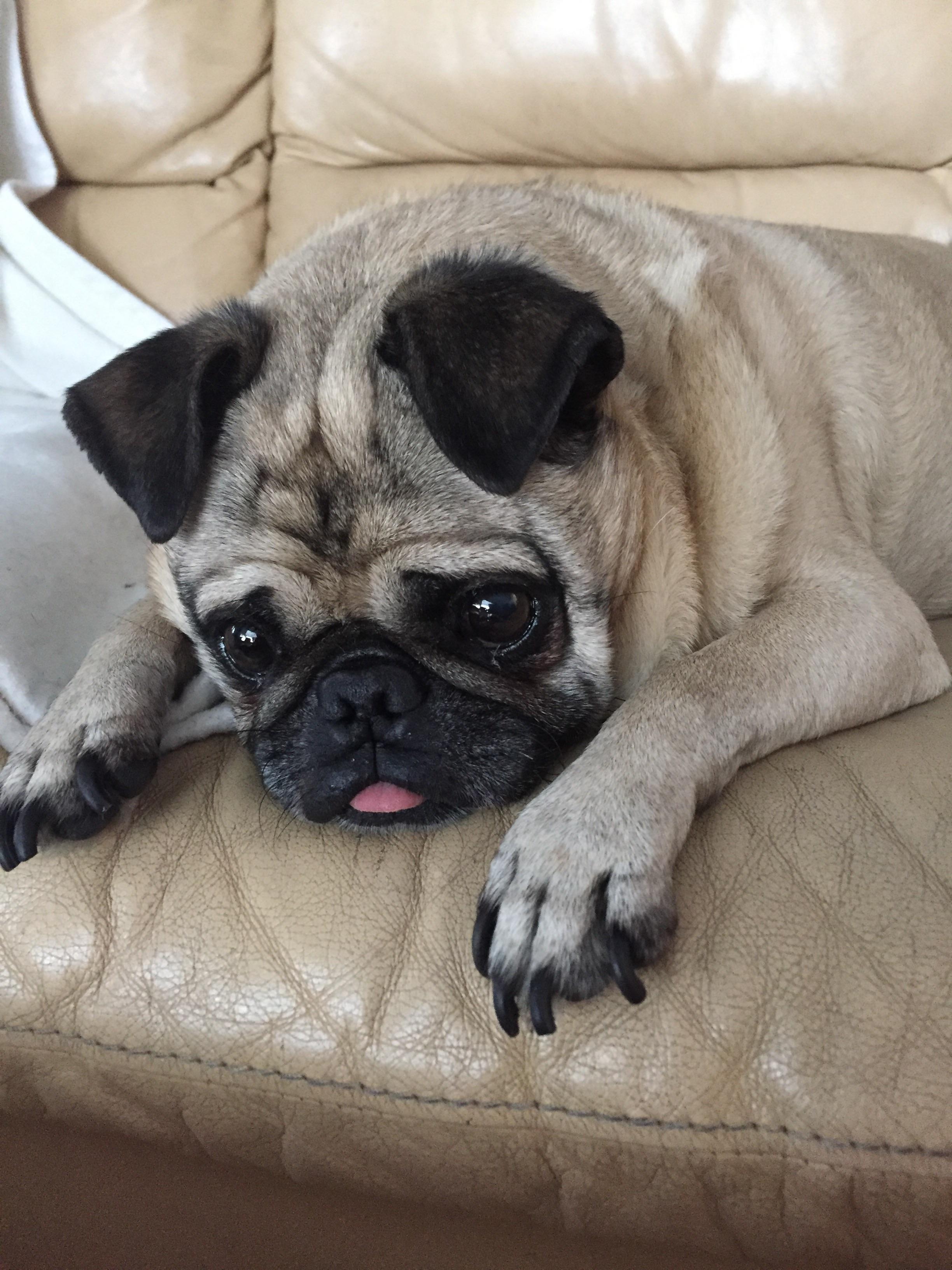 Bubbles' peekaboo tongue r/pugs