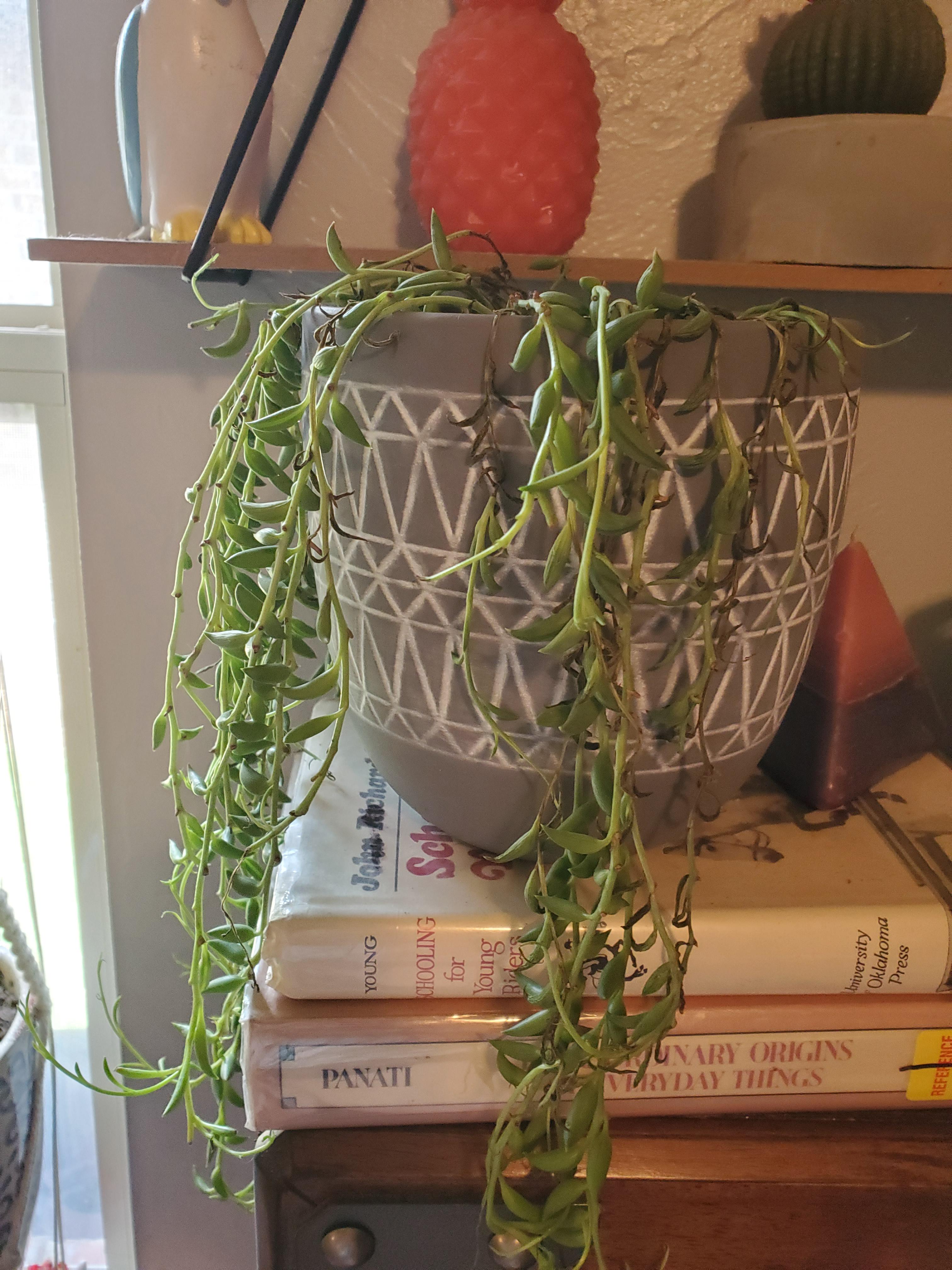 My string of bananas has started dying and looking really sad. I don't