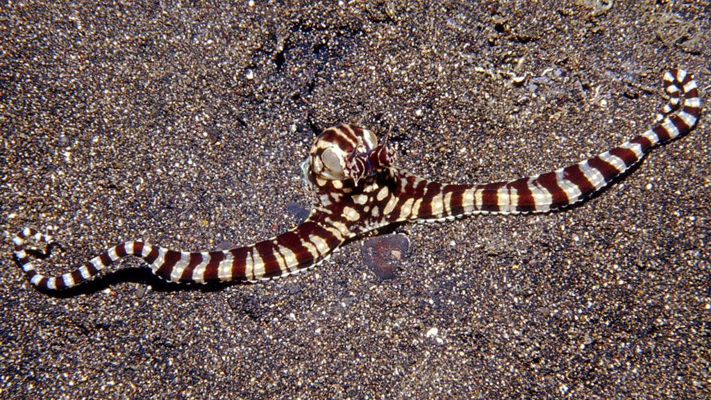 The Indonesian Mimic Octopus can change its shape and characteristics