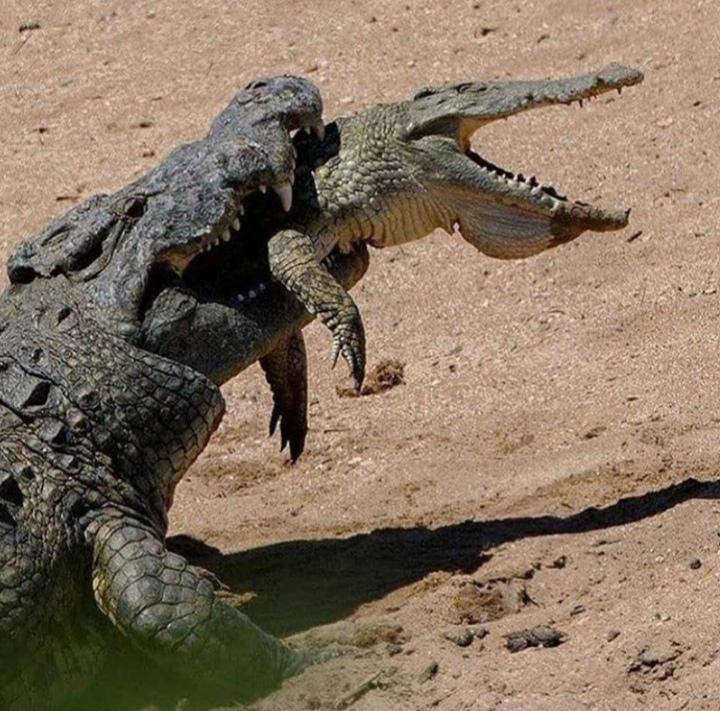 PsBattle This crocodile getting eaten by a bigger crocodile r