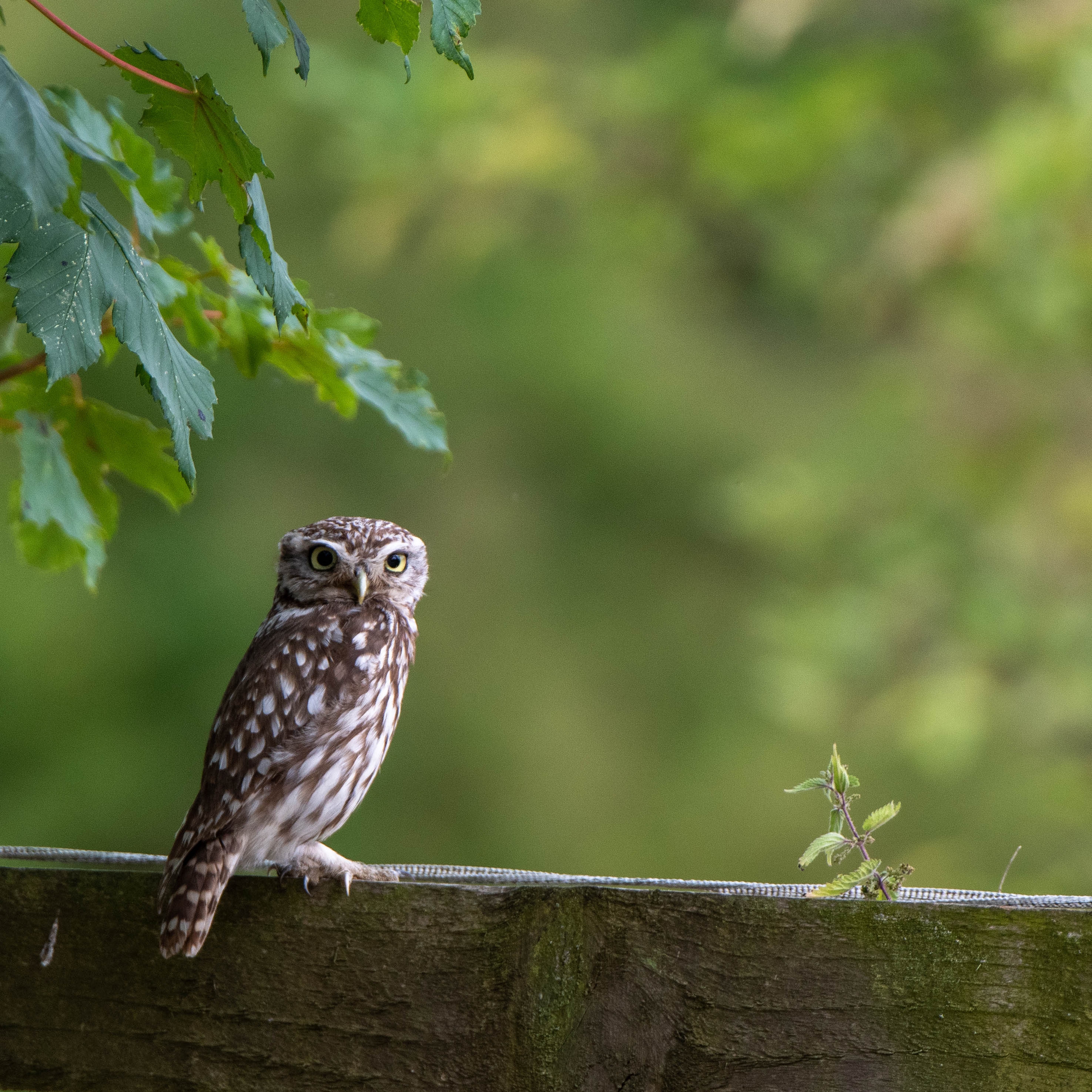 Lucky enough to have a pair of Little Owls nesting near me. I was search for a place to put up