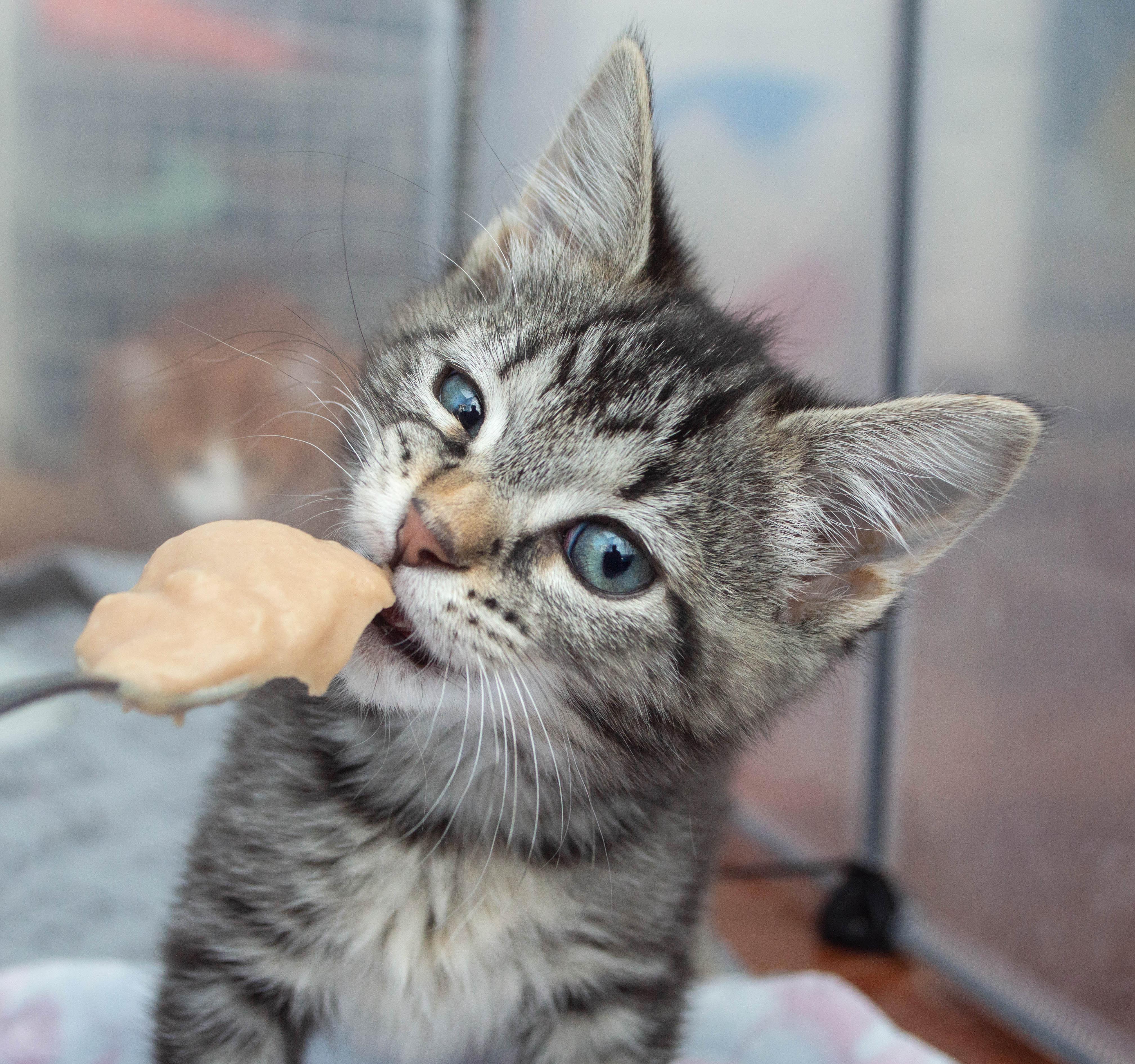 Anyone else give chicken baby food to their fosters? It’s a staple in