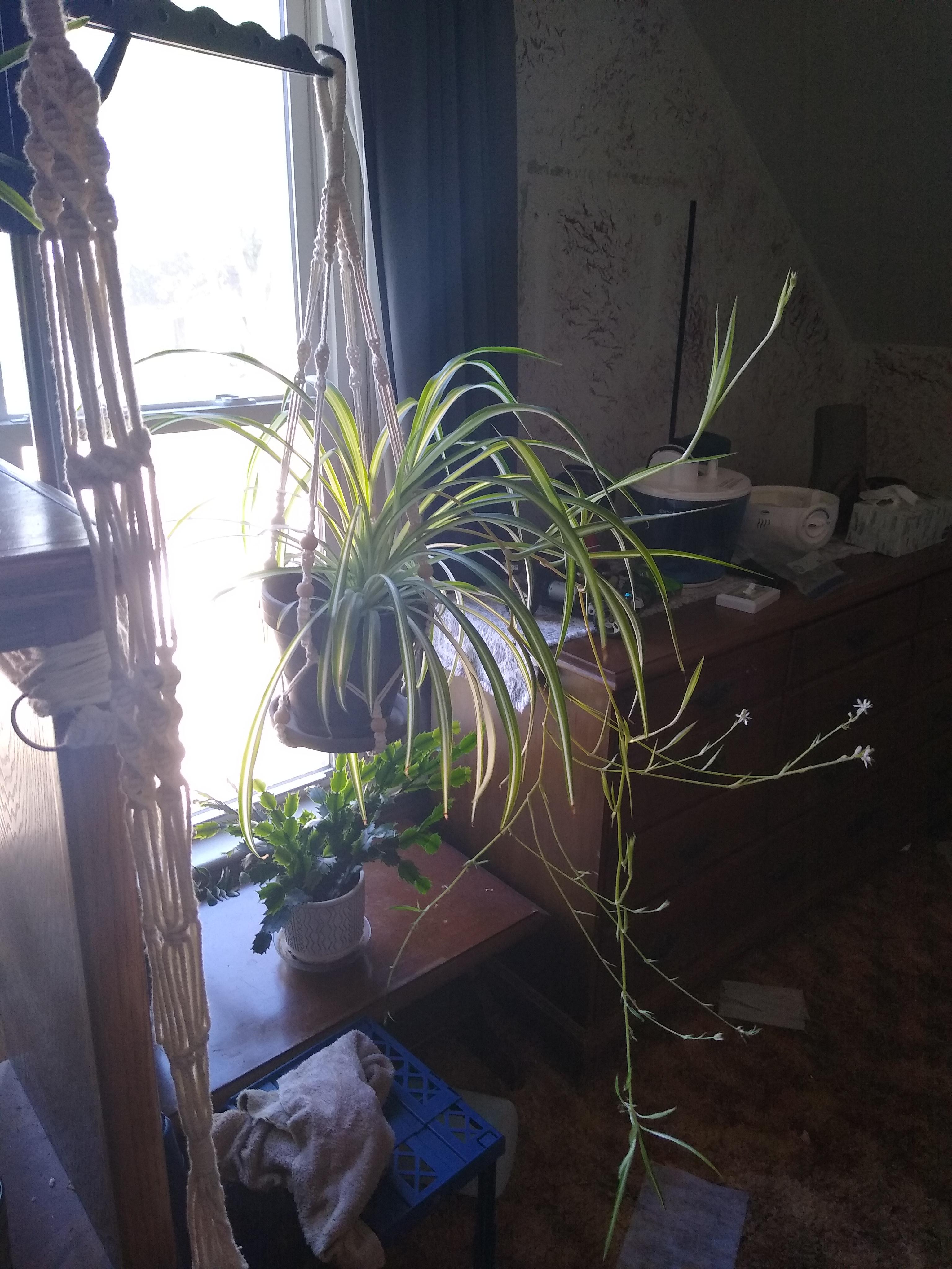 spider plant decided to sprout a thousand flowers and is now so heavy