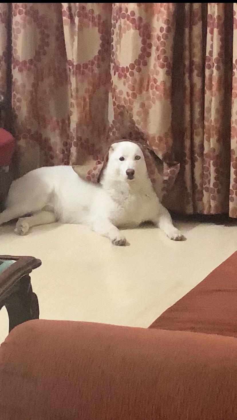 My dog giving me a creepy death stare(More info in comments) r