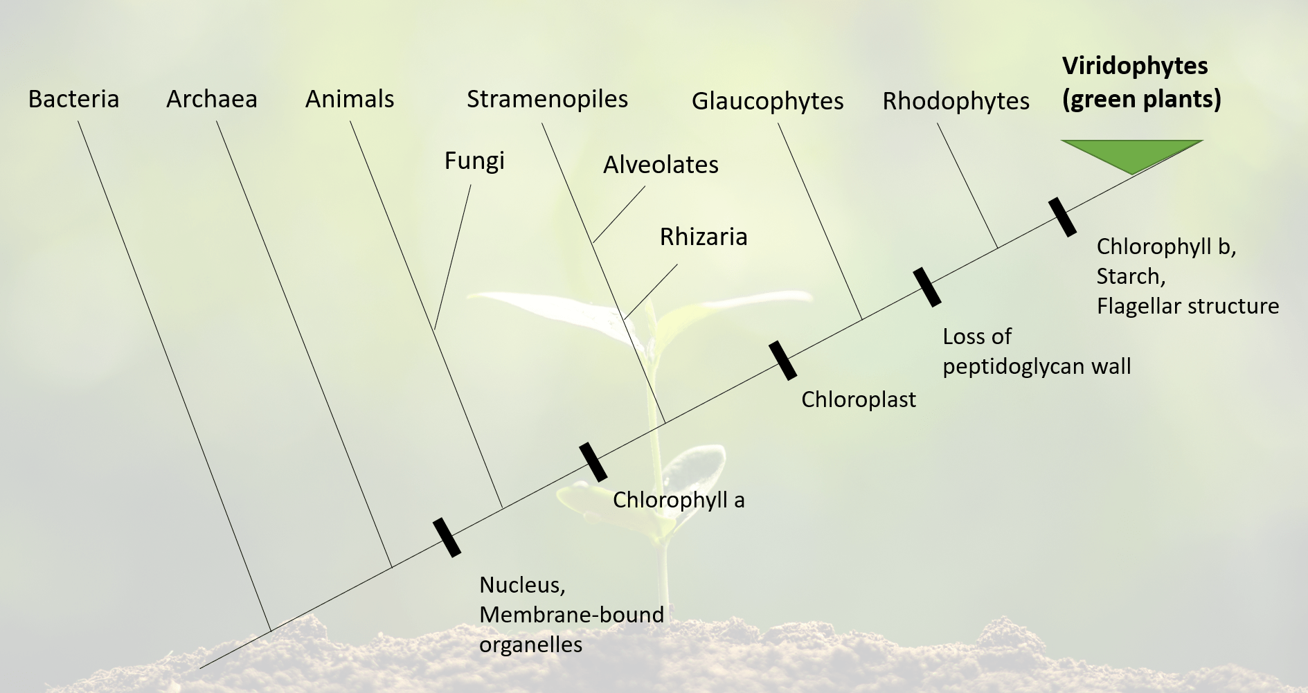 Basic cladogram of clades prior to green plants r/botany