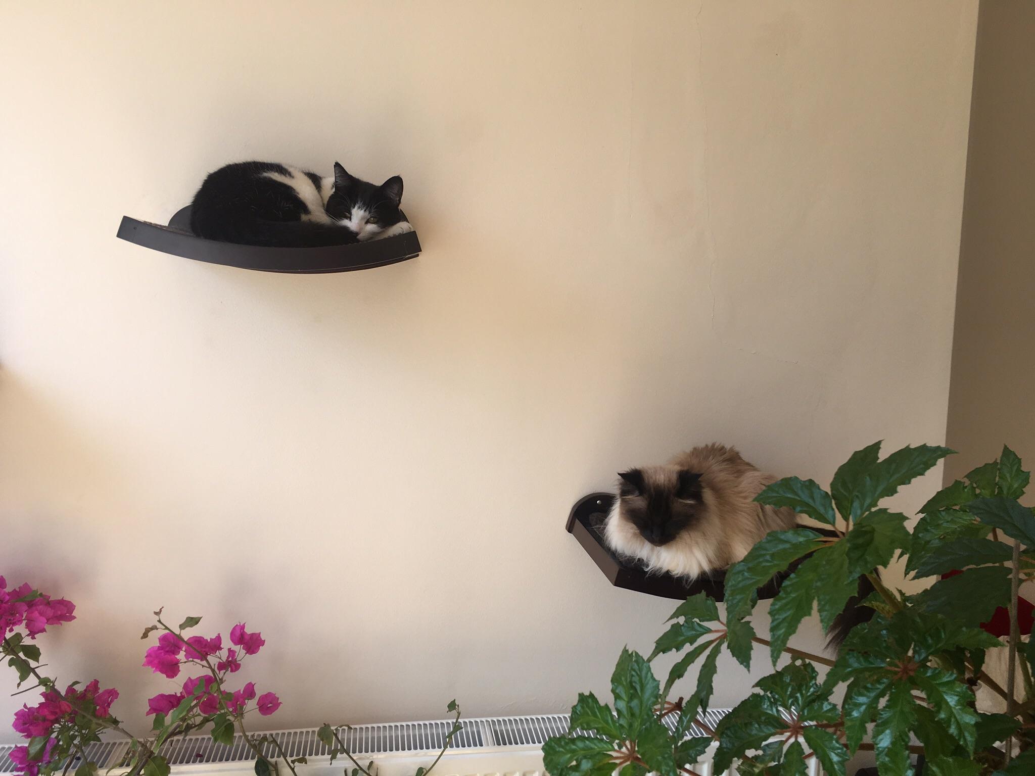 Enjoying their shelves 💕 r/cats