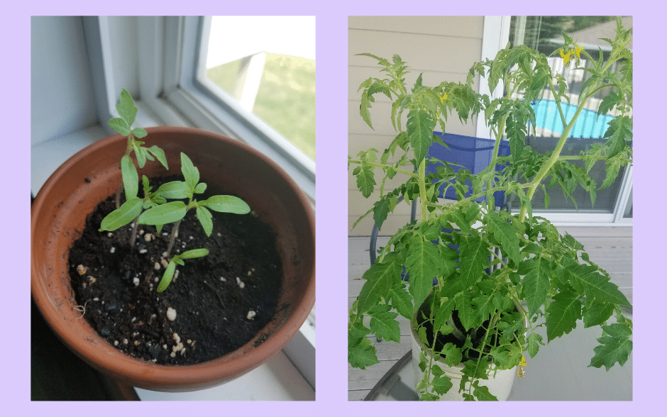 From seedling to first flower Tomato Plant r/Plant_Progress