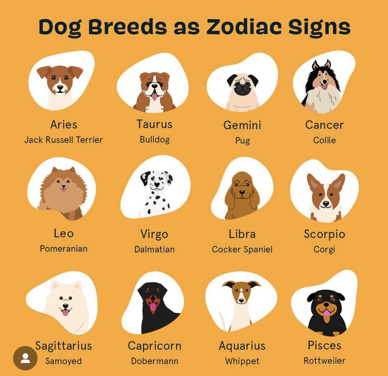 Dog breeds based on zodiac sign 60 photos