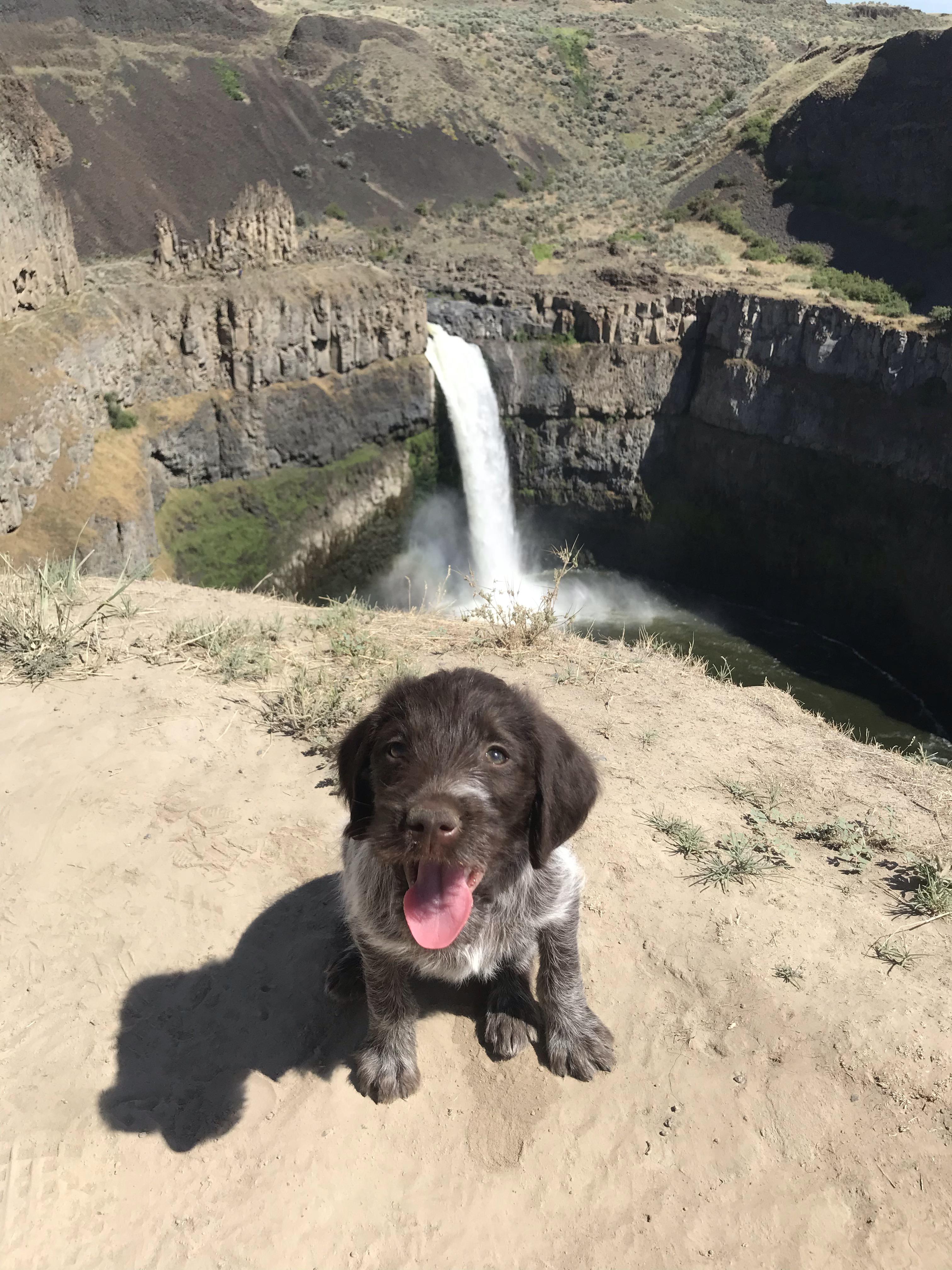 Naming a dog Rona (short for Madrona) is turning out to be a