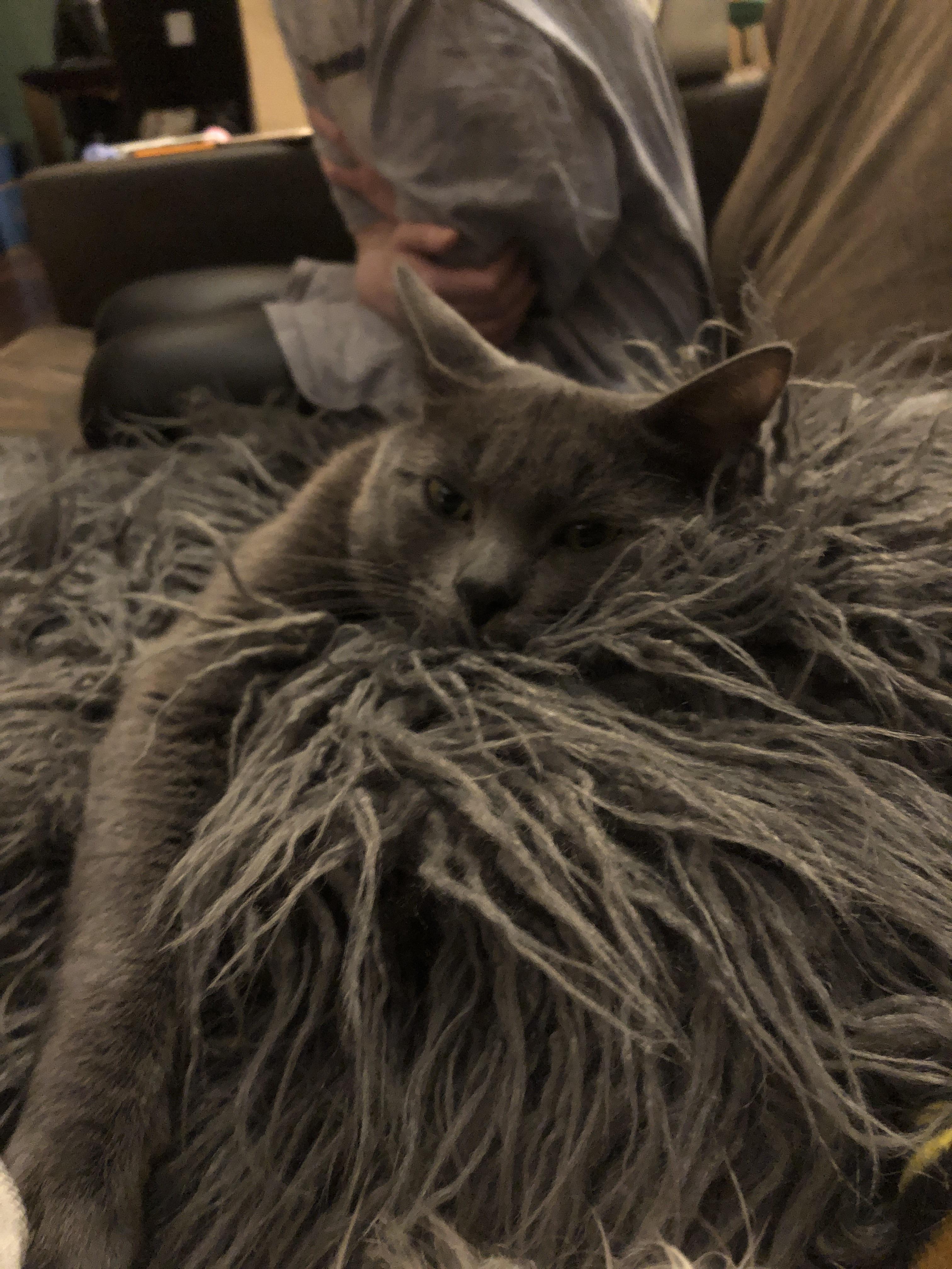 For some reason this is my cats favorite blanket r/AnimalsBeingDerps