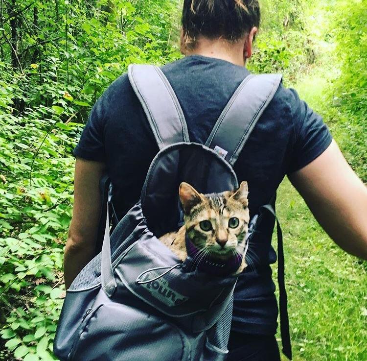 When your hiking buddy has little legs and needs a break. r/cats