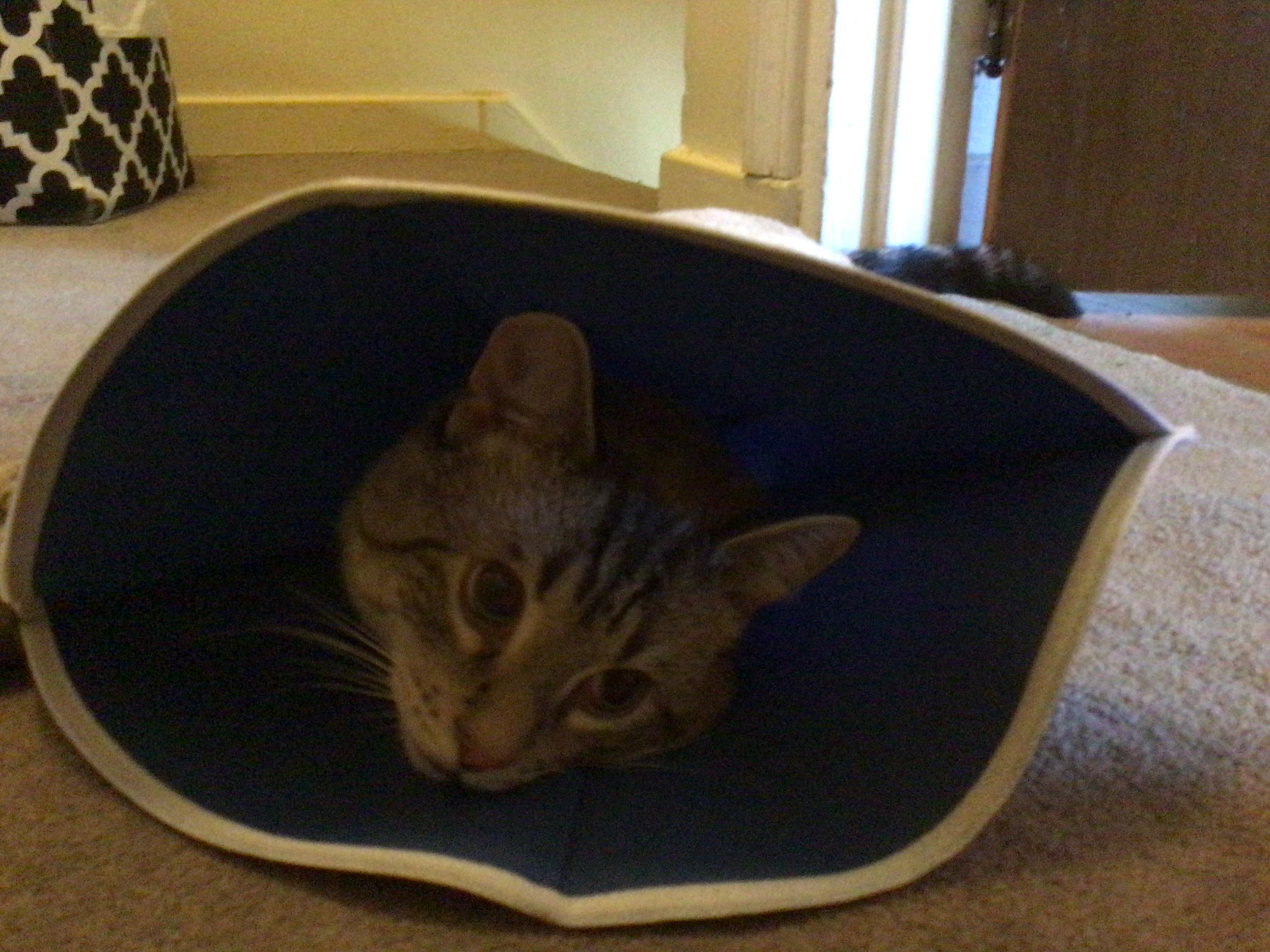 My cat licked his neuter incision when I wasn’t looking what should I