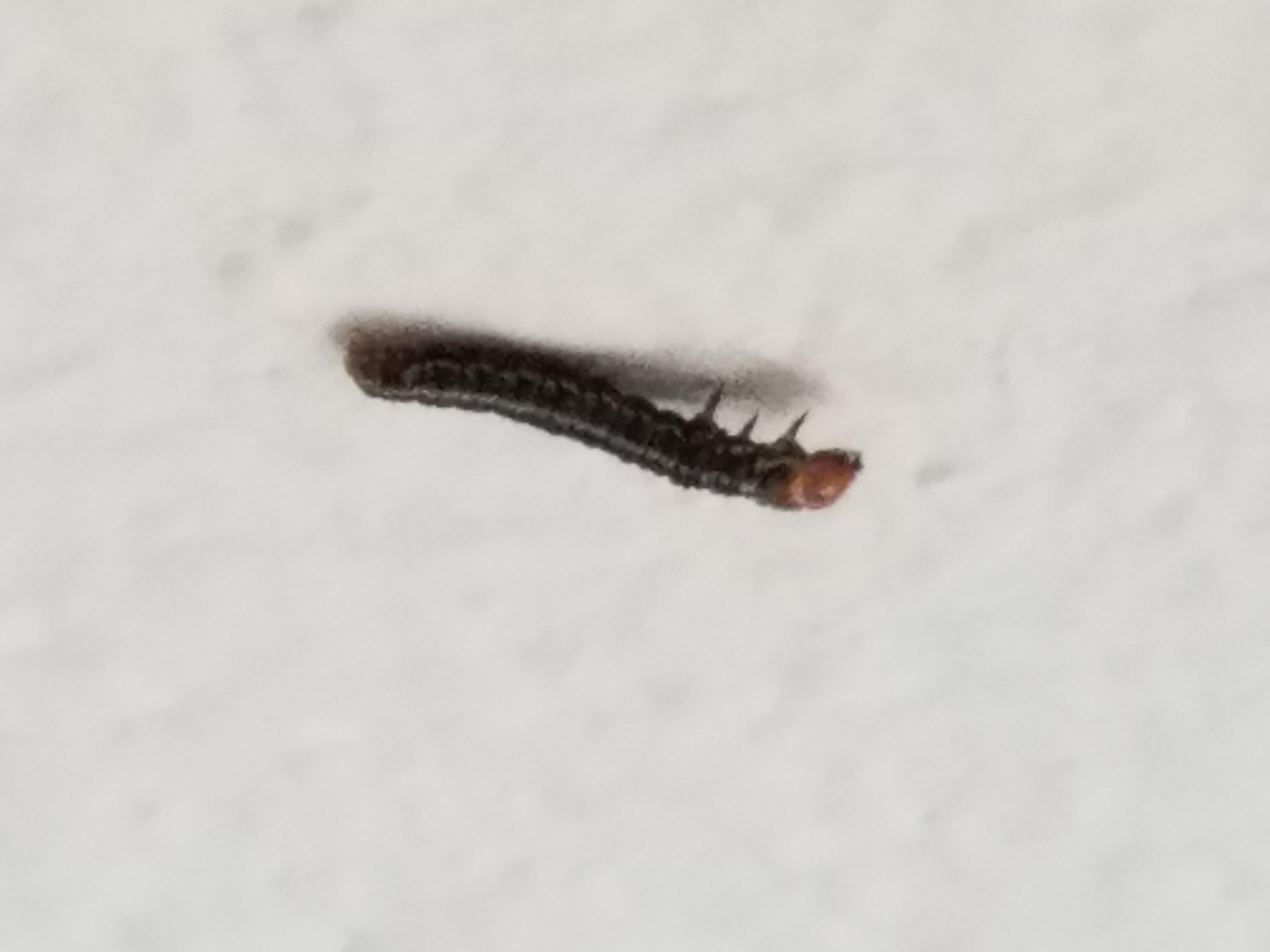 Tiny caterpillar found inside house (SoCal region). About .5 inch/1 cm