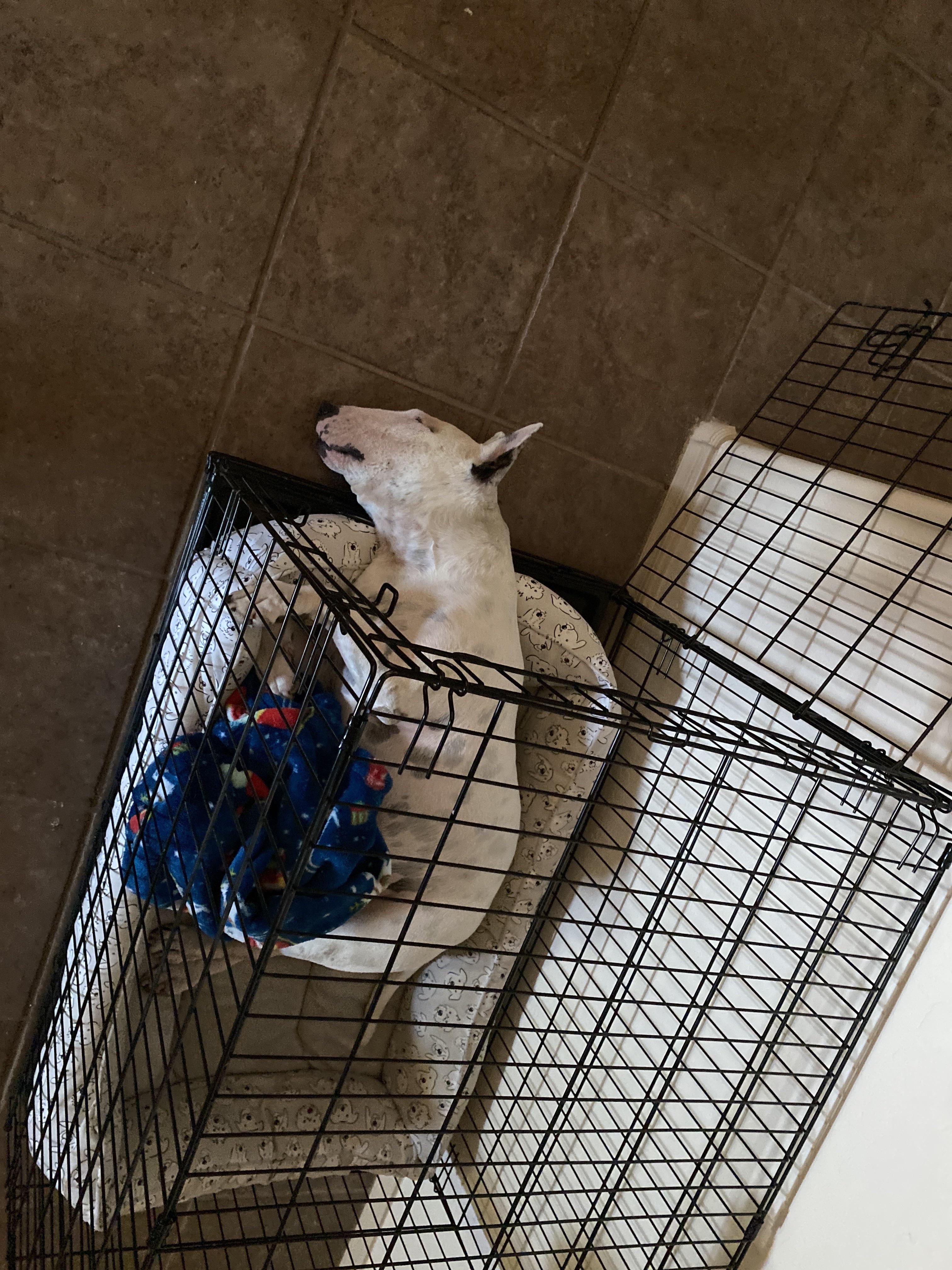 I never lock my dogs cage and almost every morning this is how I find