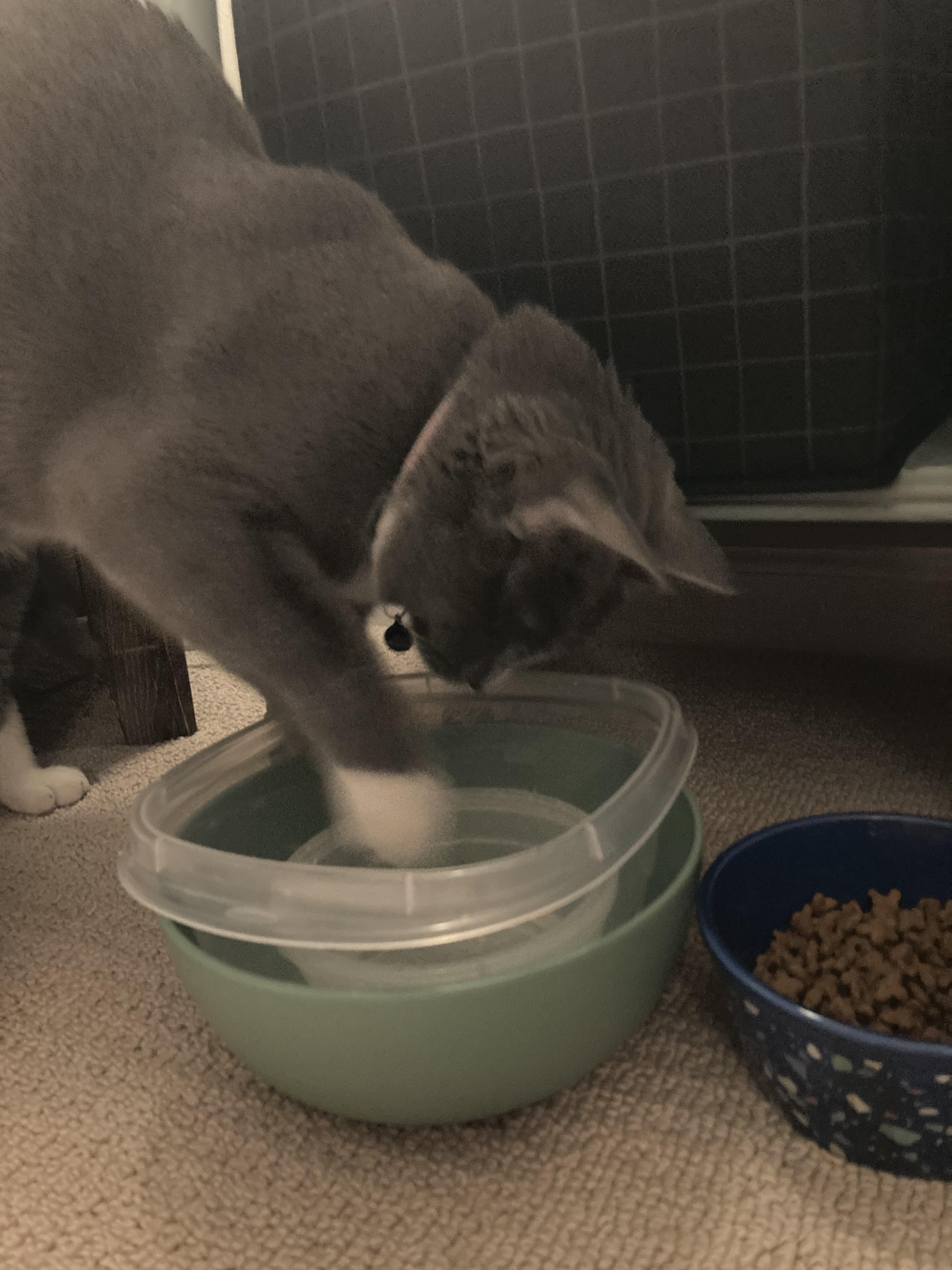 she has an obsession with knocking over water bowls r/WhatsWrongWithYourCat