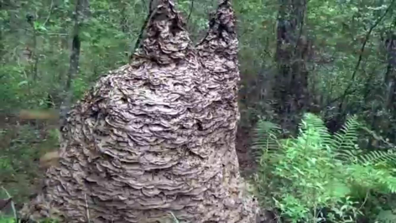 Biggest Beehive In The World