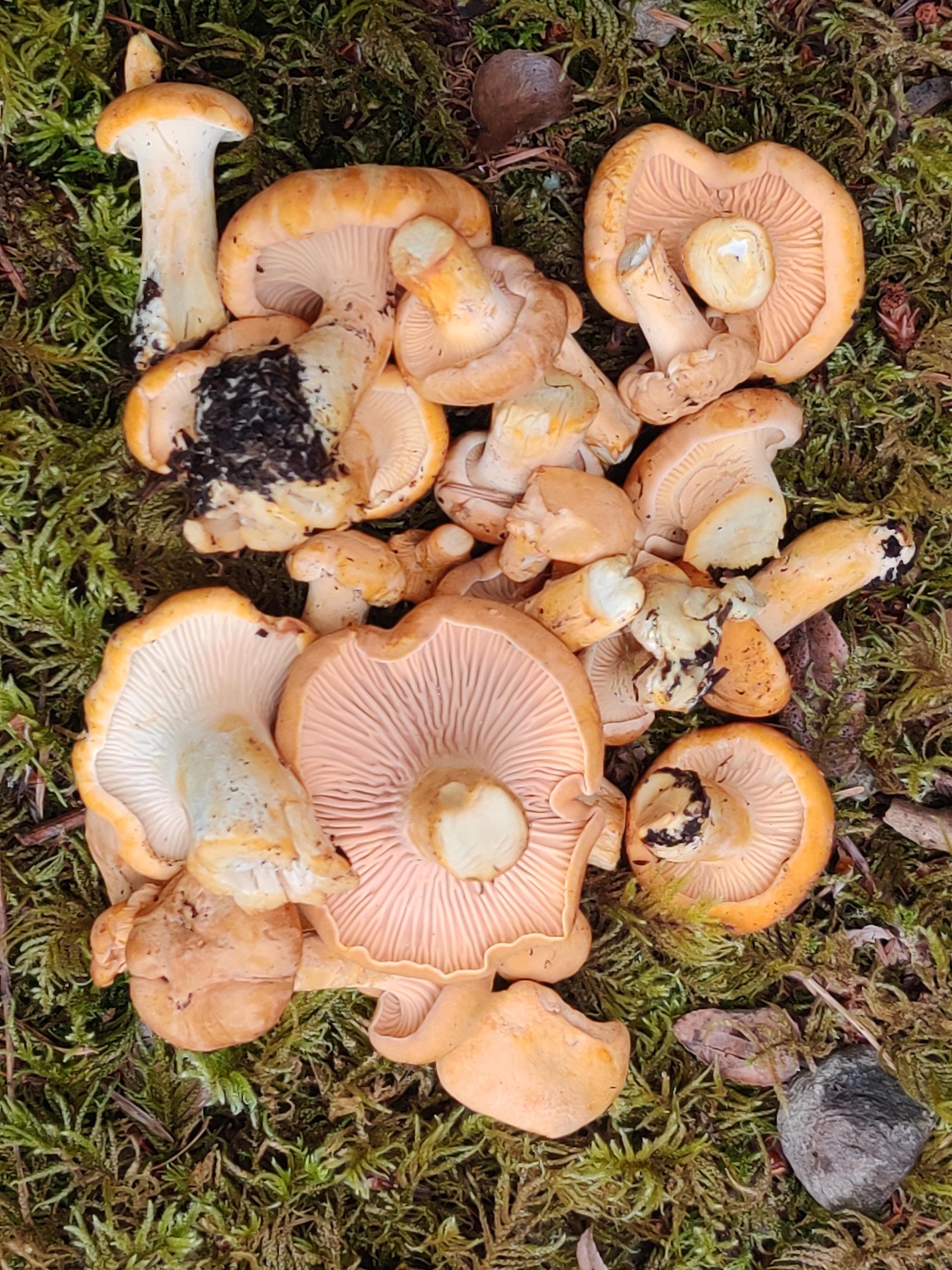 It's Rainbow Chanterelle Season in the PNW! r/mycology