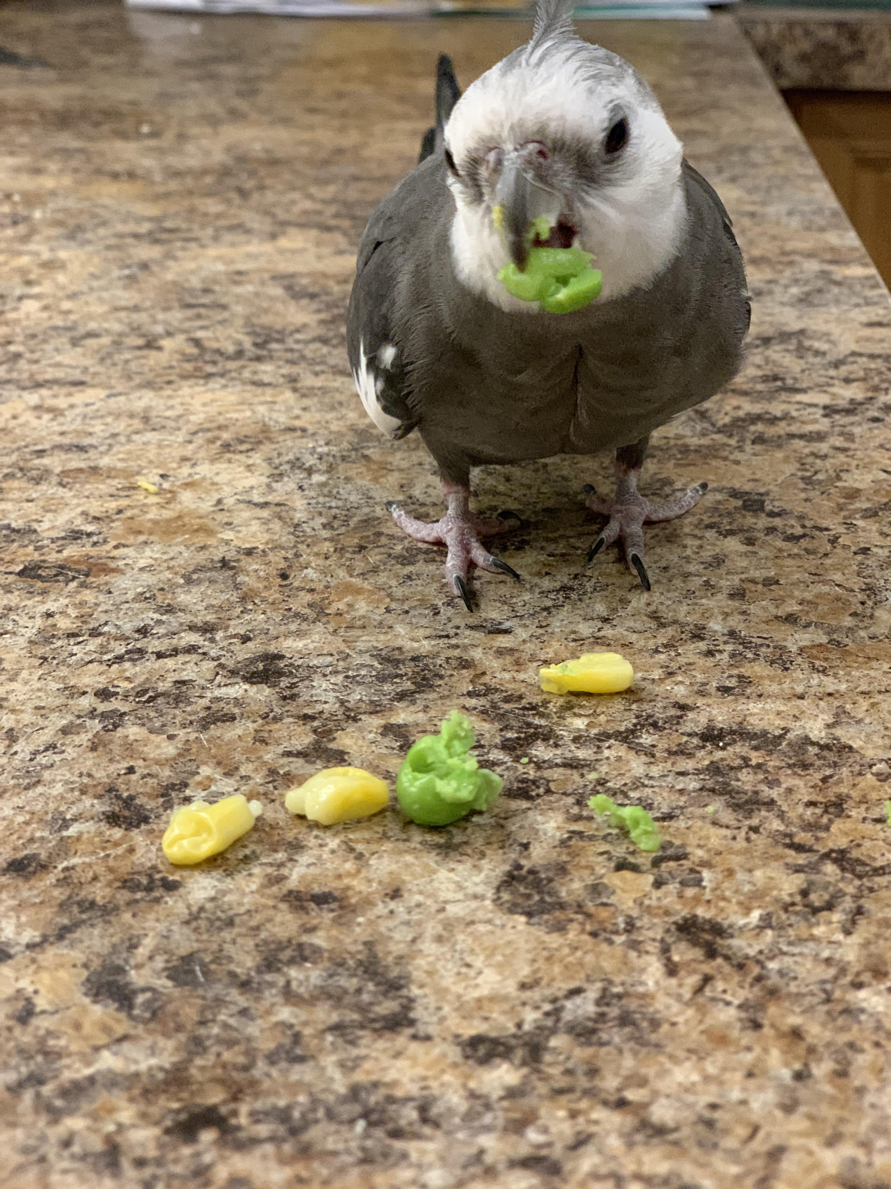 Eating my veggies mom 🥰 r/cockatiel