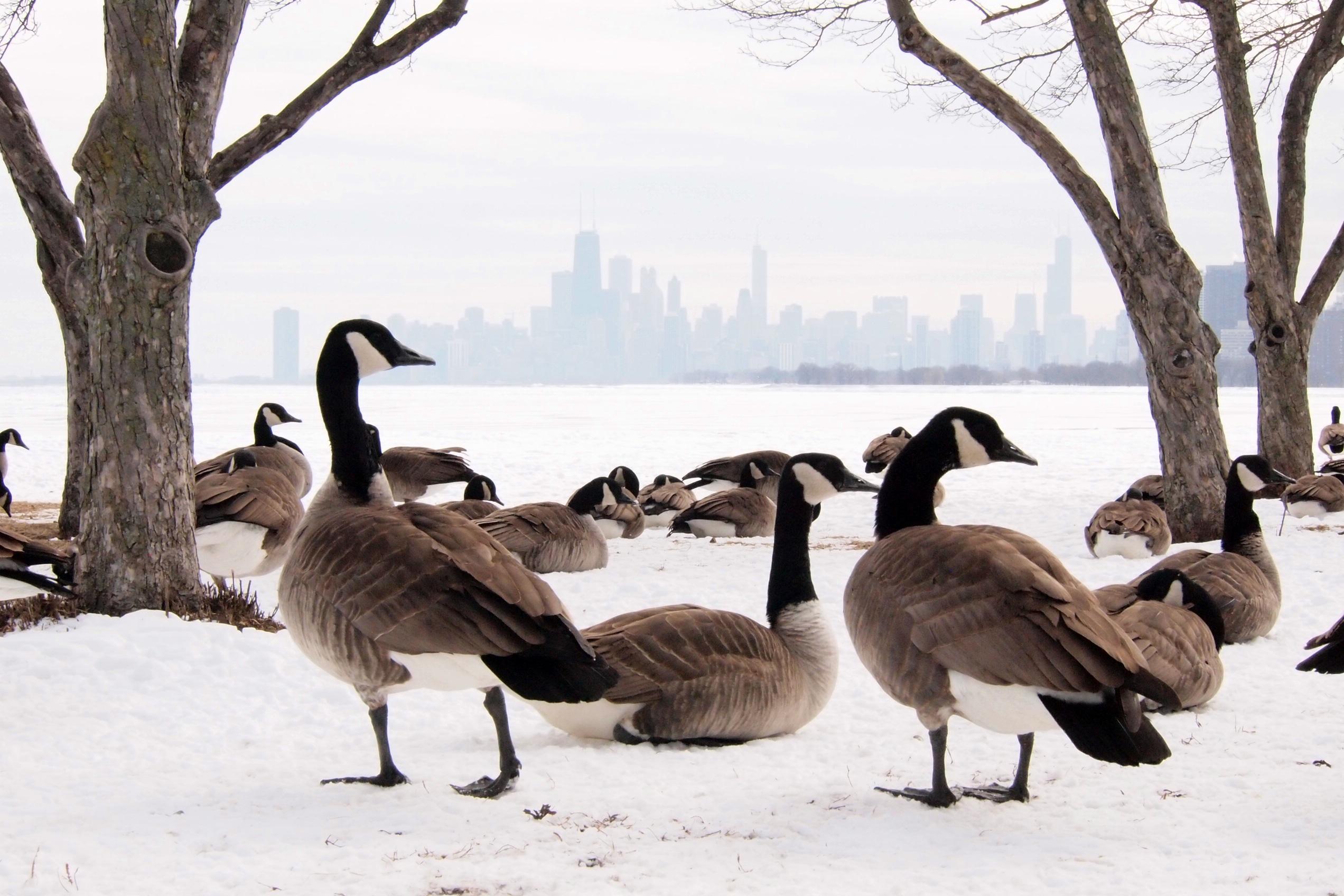 Canada Geese surviving a record cold in Chicago (Winter2014)[OC] [2544