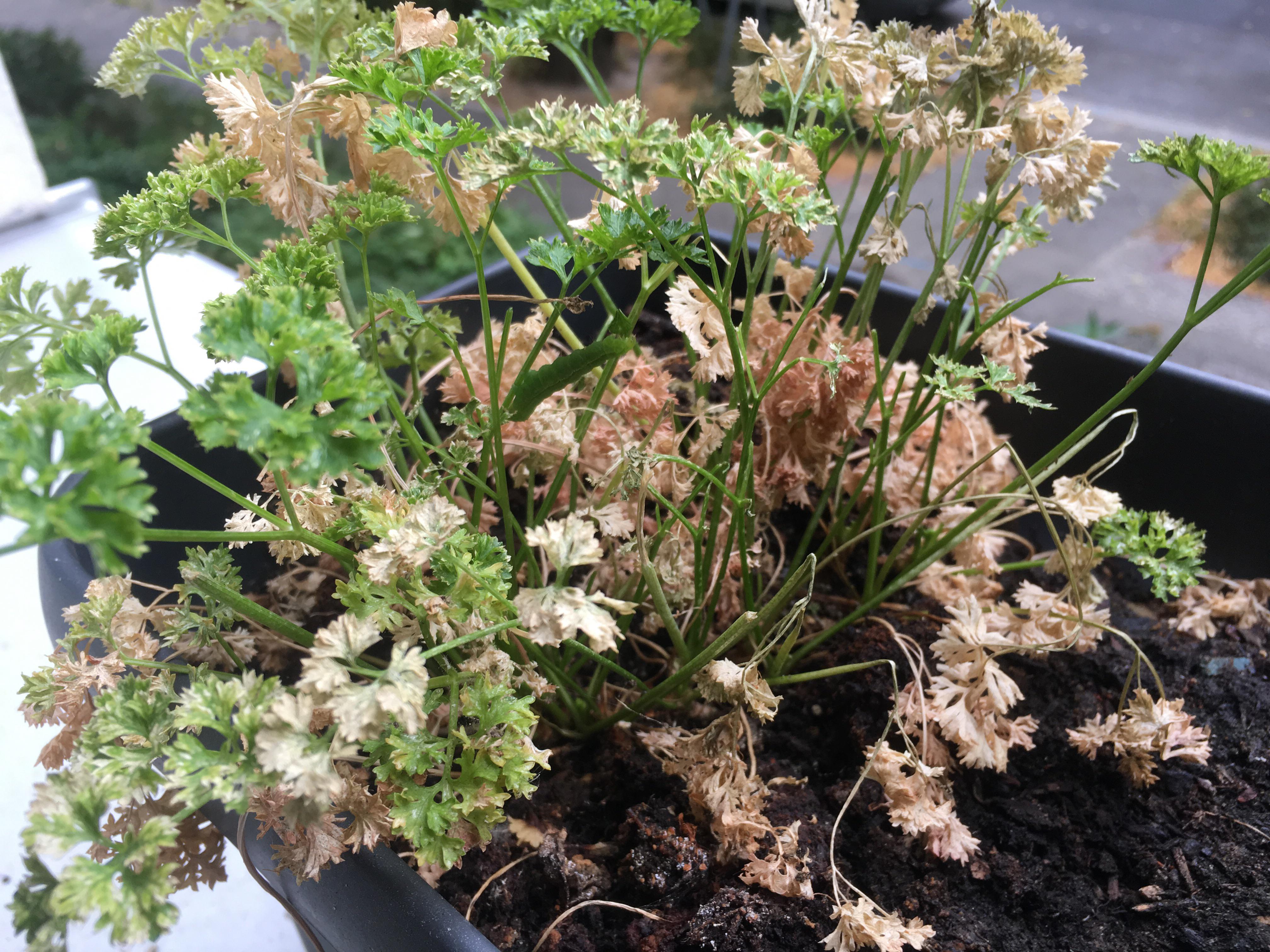 Why is my parsley going brown? (I doubt it’s the caterpillar) r