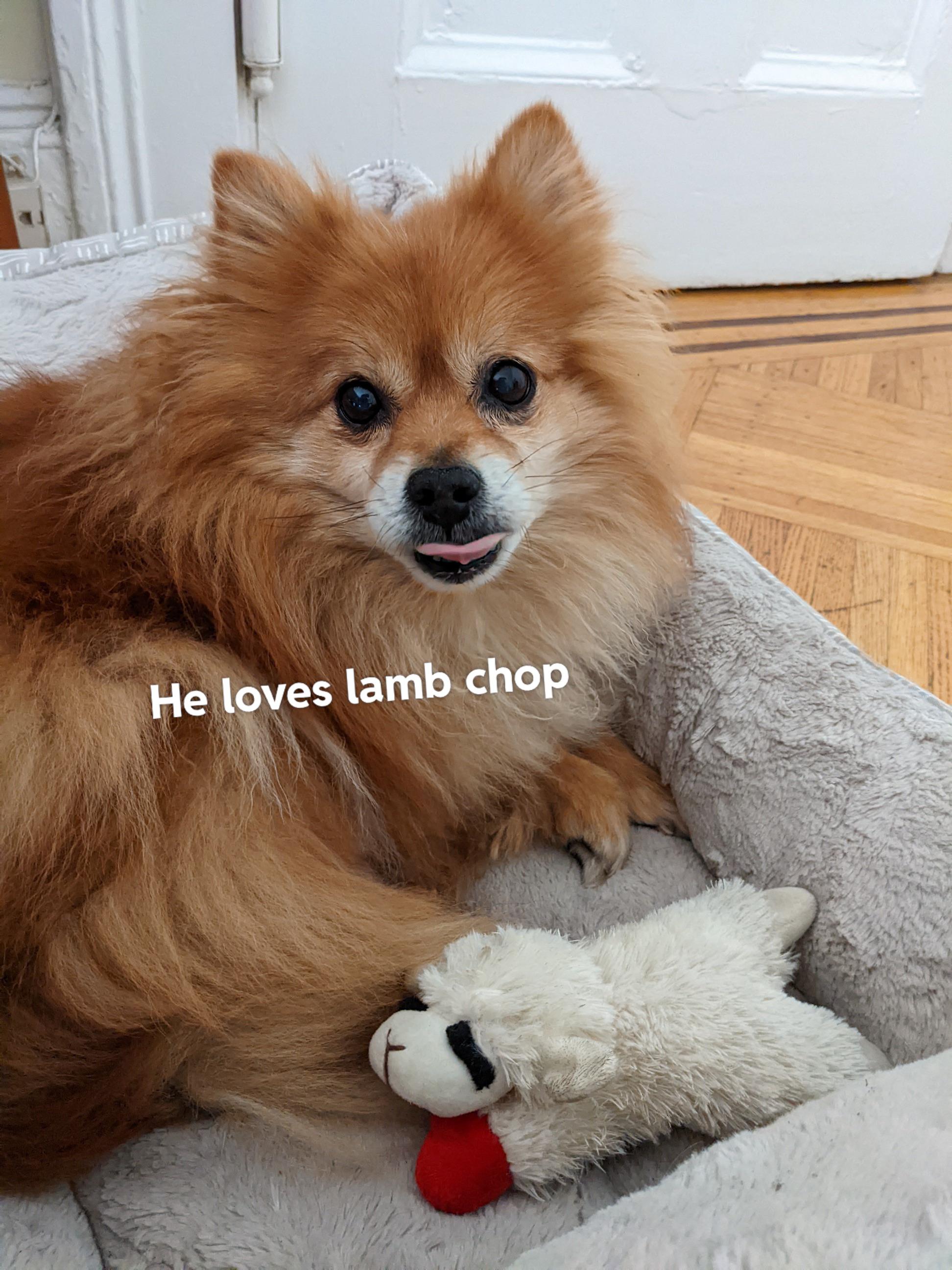 Why do dogs love lamb chop??? What is it about her?? Is it because she
