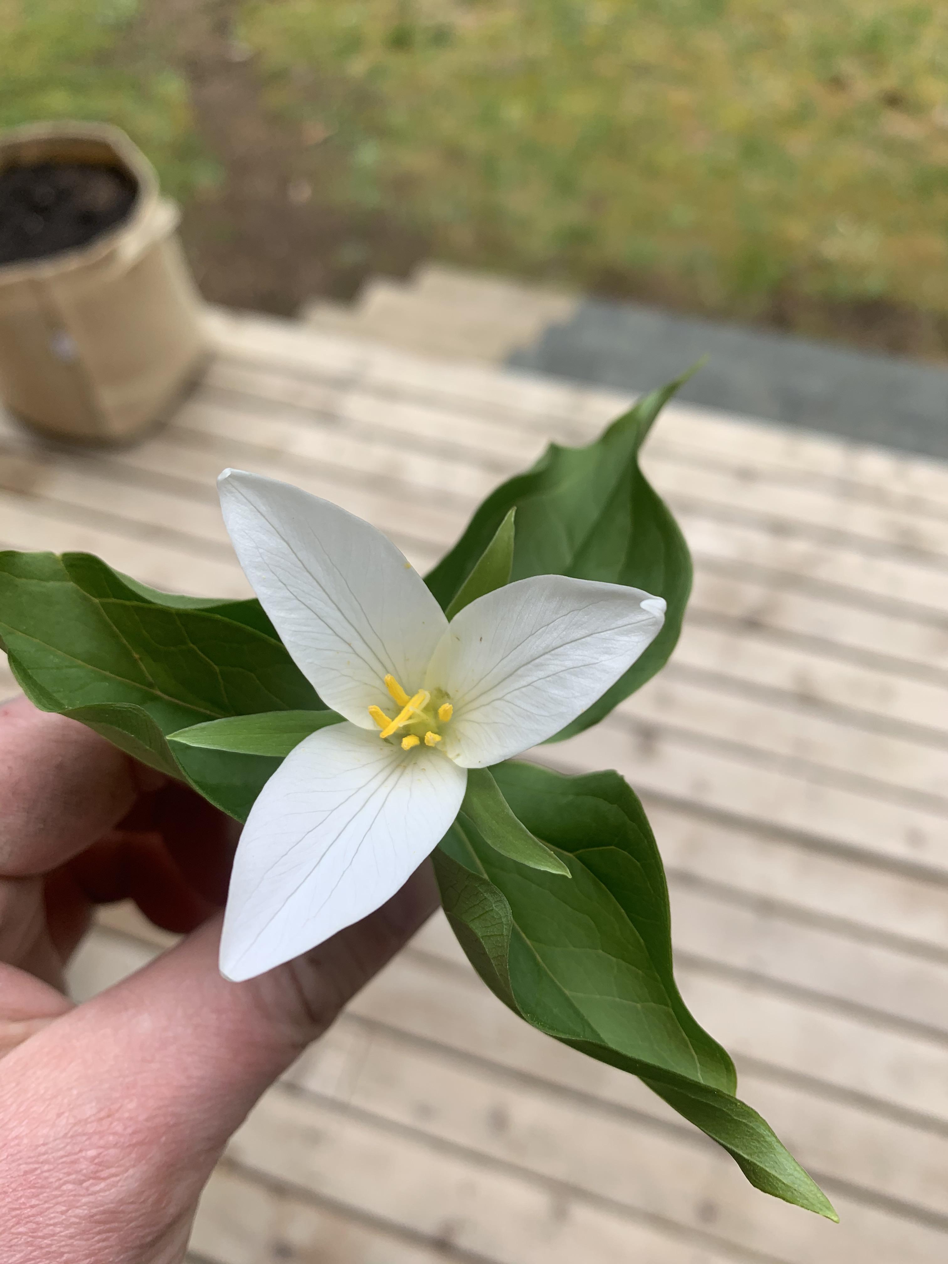 Growing wild in the PNW. What is this flower? r/gardening